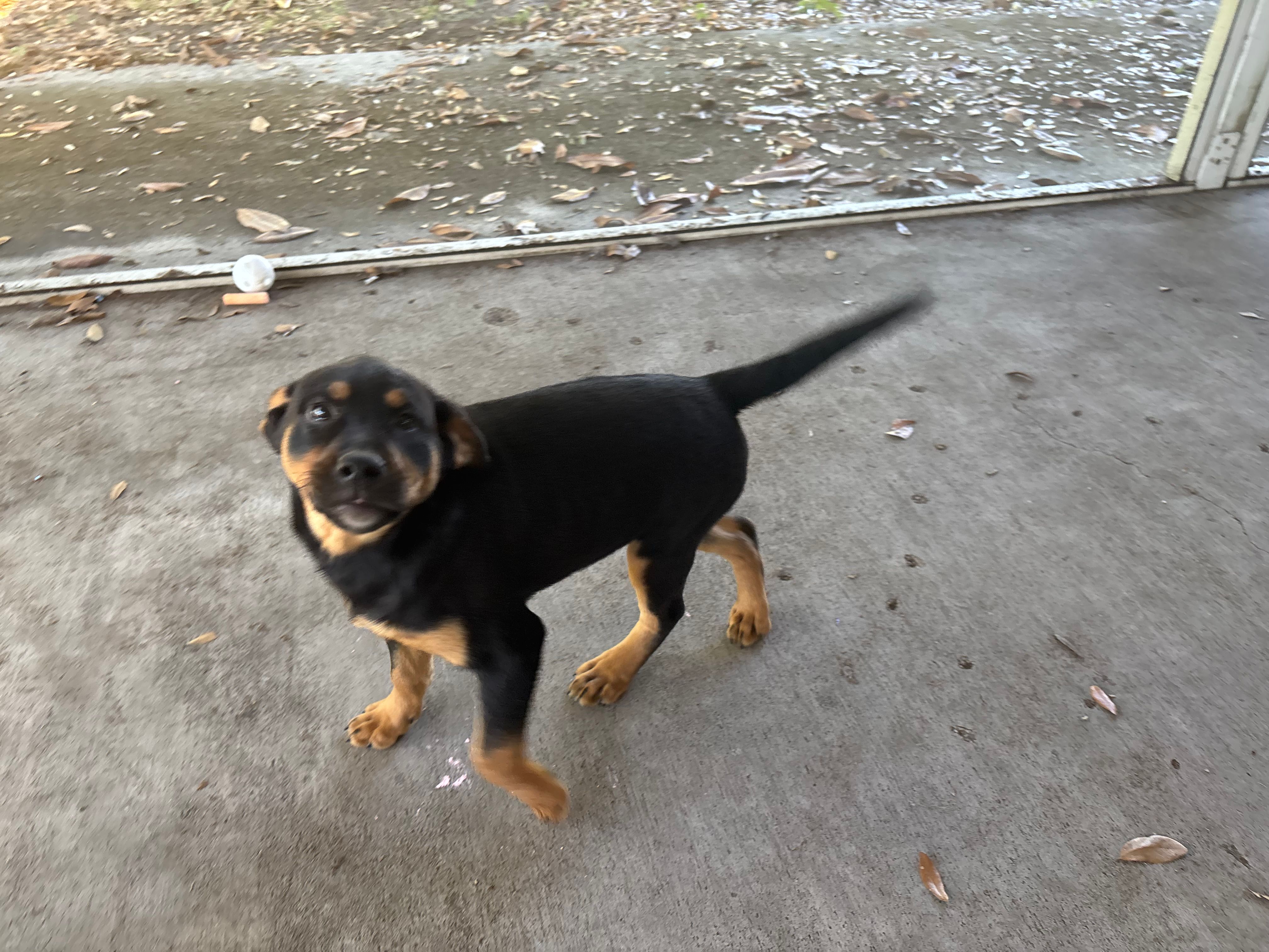 Sissy – Rottweiler, Labrador Retriever puppy for sale in Dover, FL