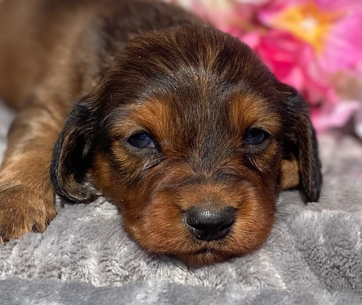 AKC Ivy – Miniature Dachshund puppy for sale in Hillsboro, AL