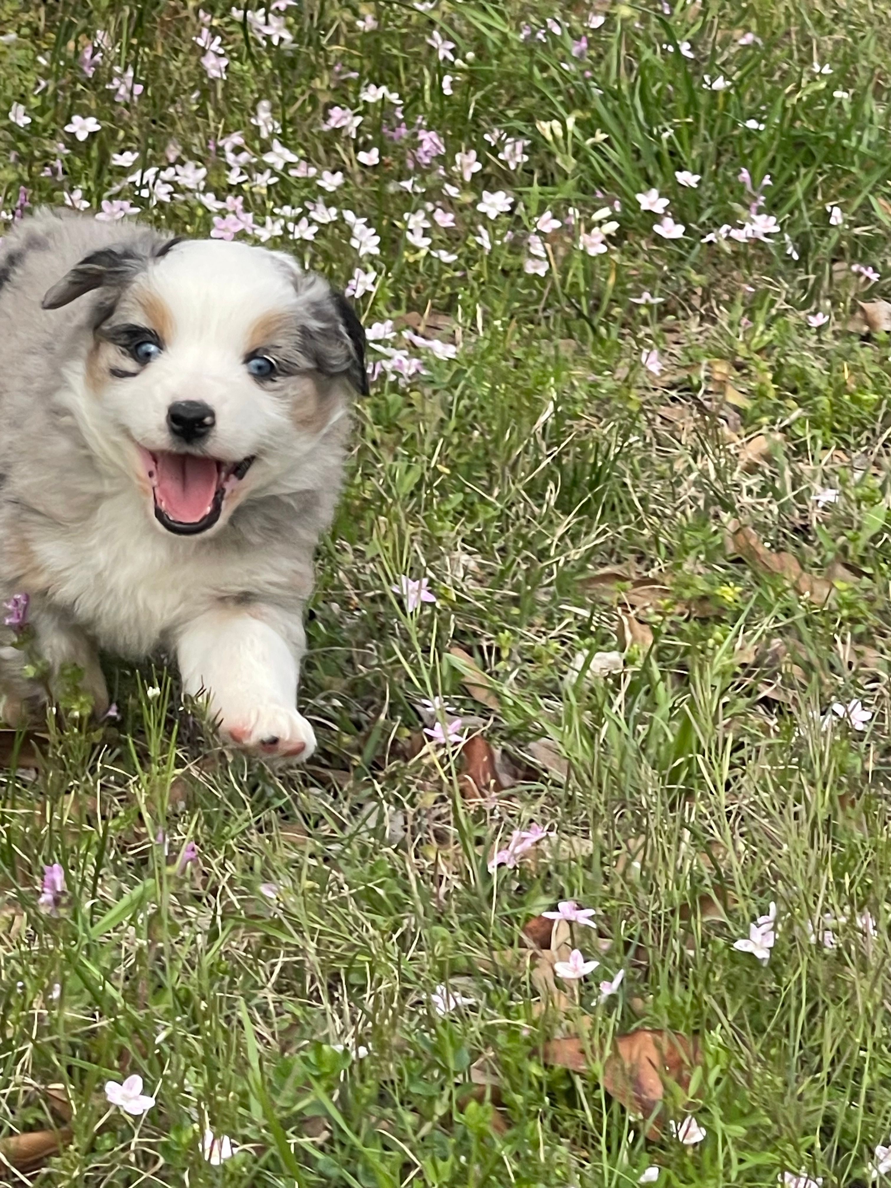 Daenerys – Australian Shepherd puppy for sale in Terrell, TX