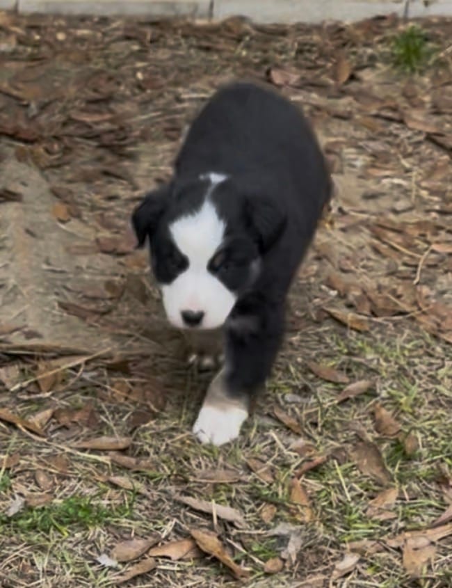 Queenie – Australian Shepherd puppy for sale in Terrell, TX