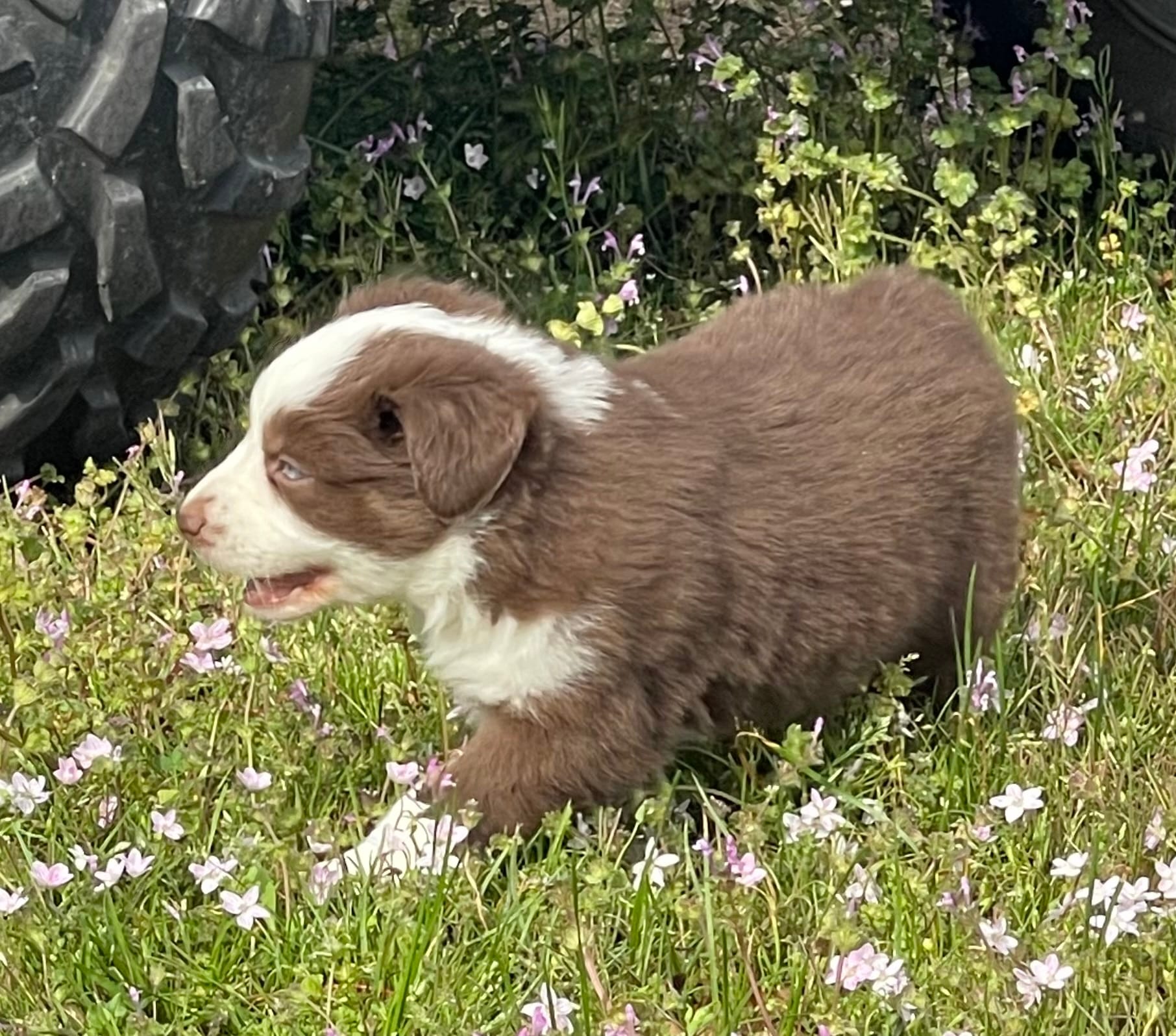 Red Blizzard  – Australian Shepherd puppy for sale in Terrell, TX