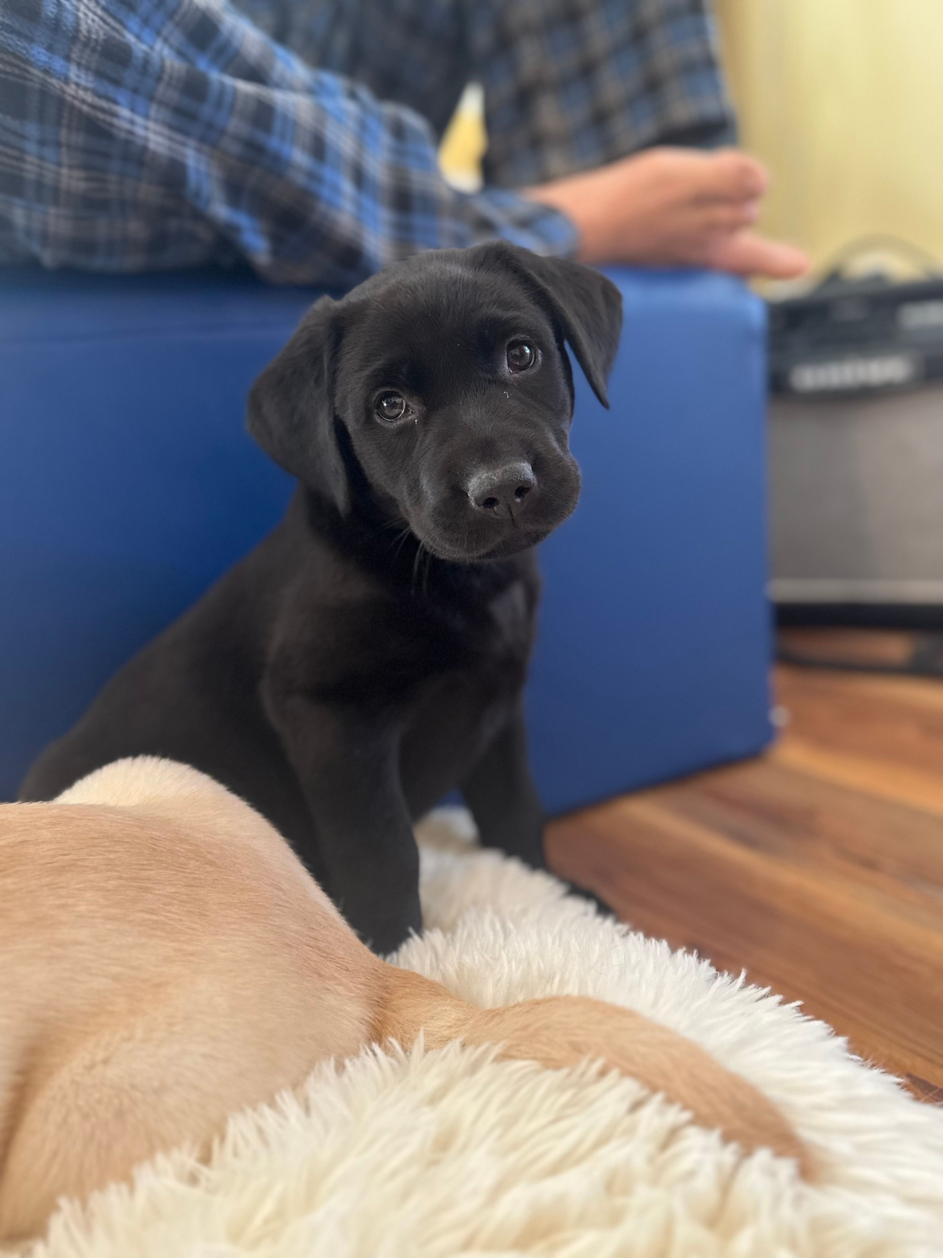 Luna – Labrador Retriever puppy for sale in Nettleton, MS