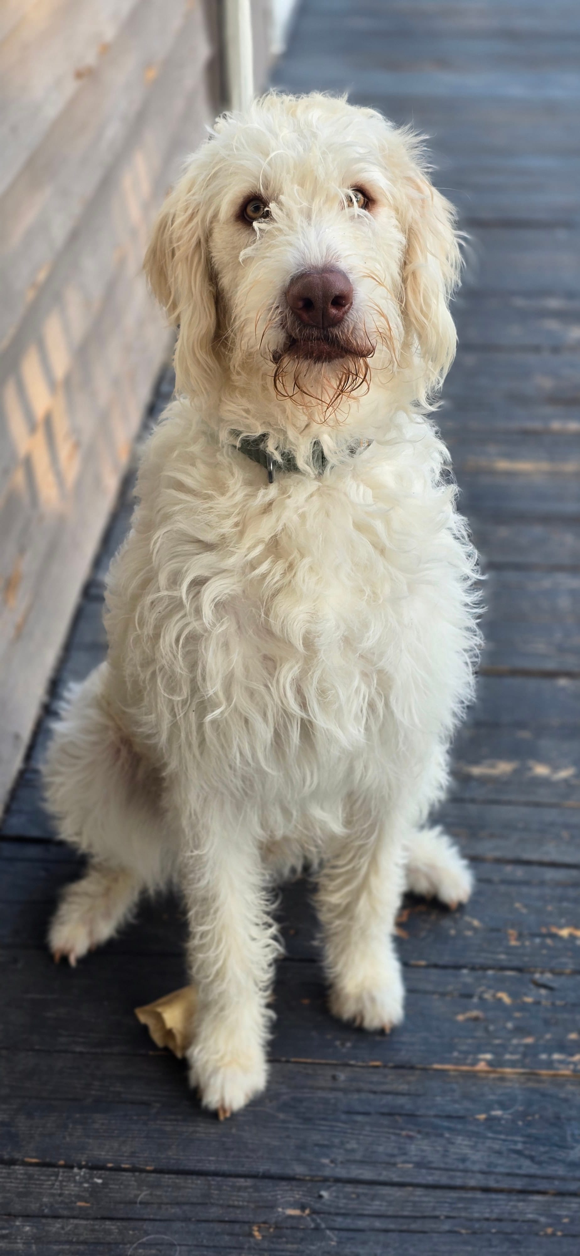 Benny  – Labradoodle puppy for sale in Weaverville, NC