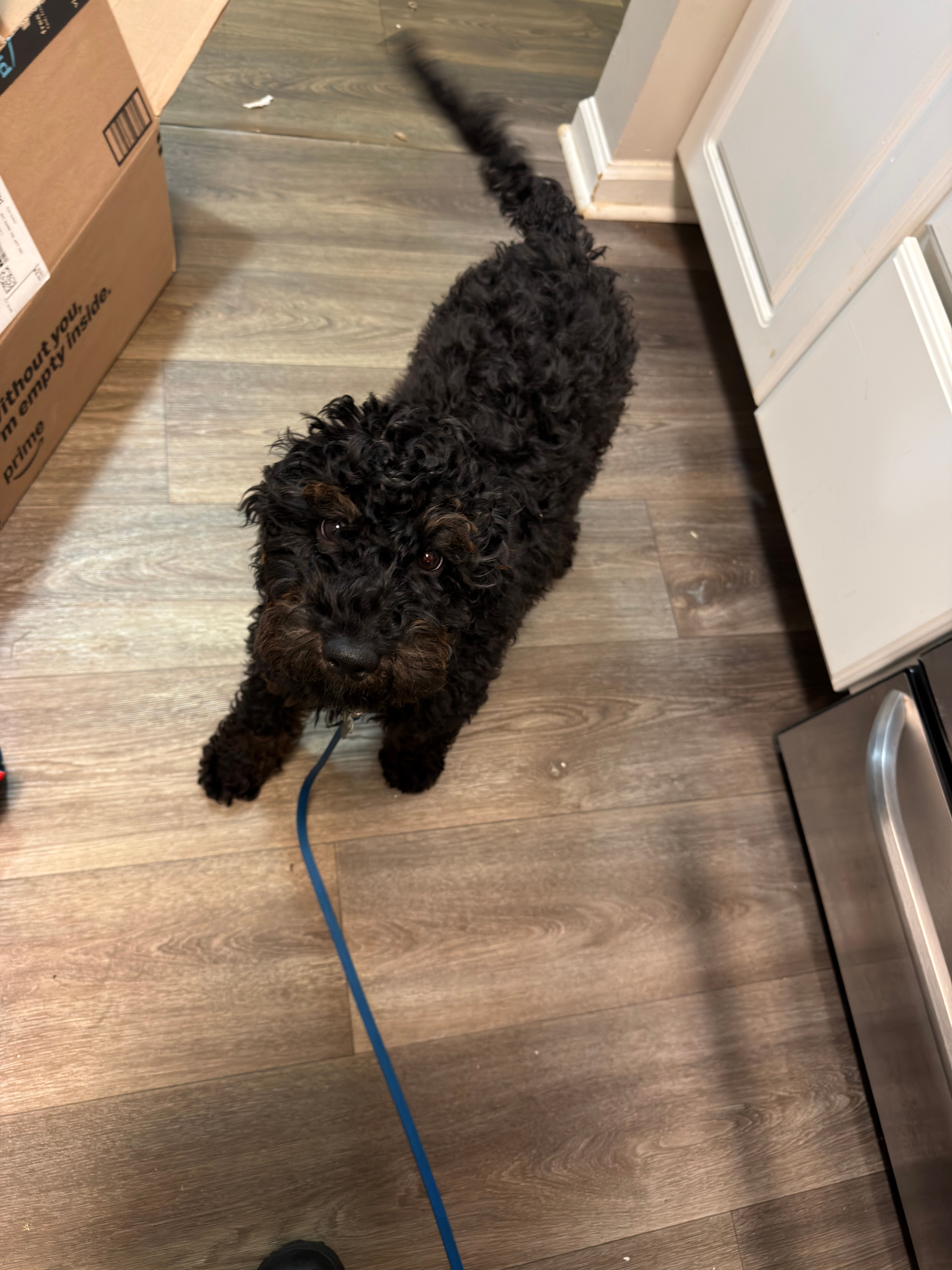 Meg – Miniature Goldendoodle puppy for sale in Lakemoor, IL