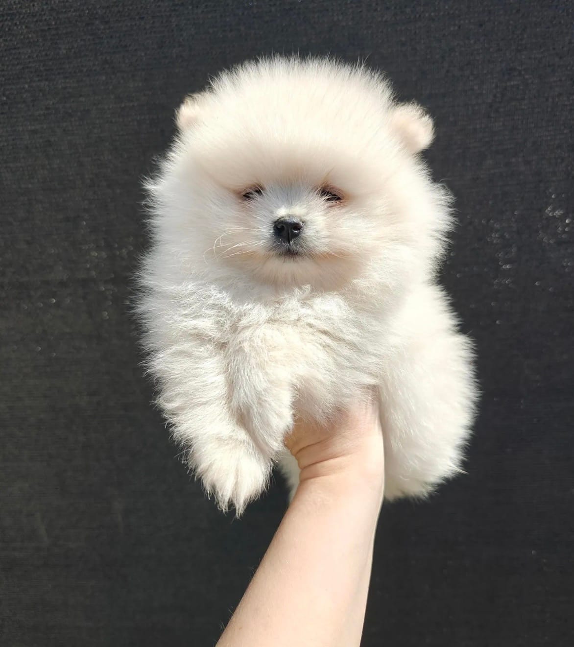 Theodore – Pomeranian puppy for sale in Carson City, NV