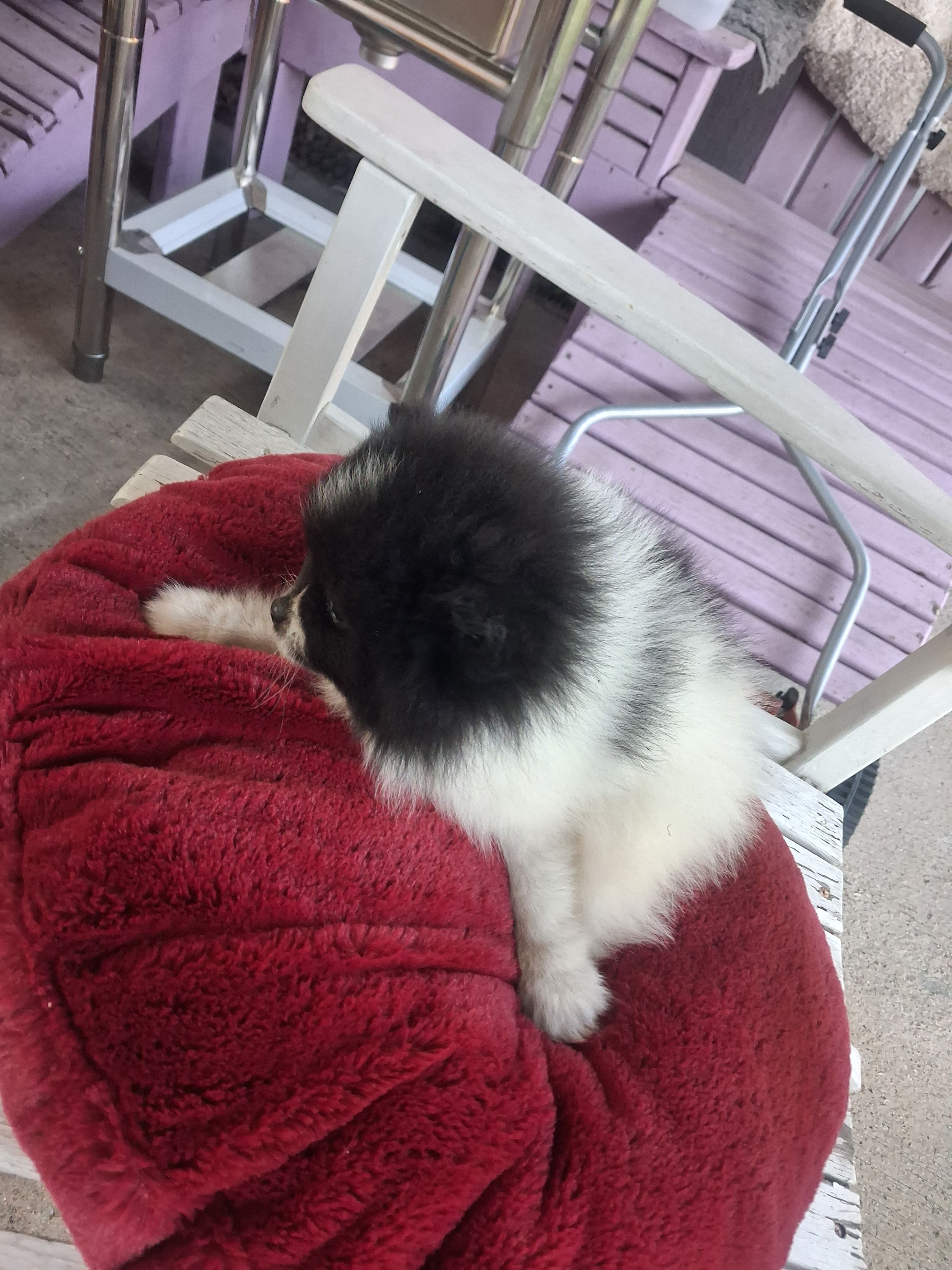 Spot – Pomeranian puppy for sale in Mountain Grove, MO