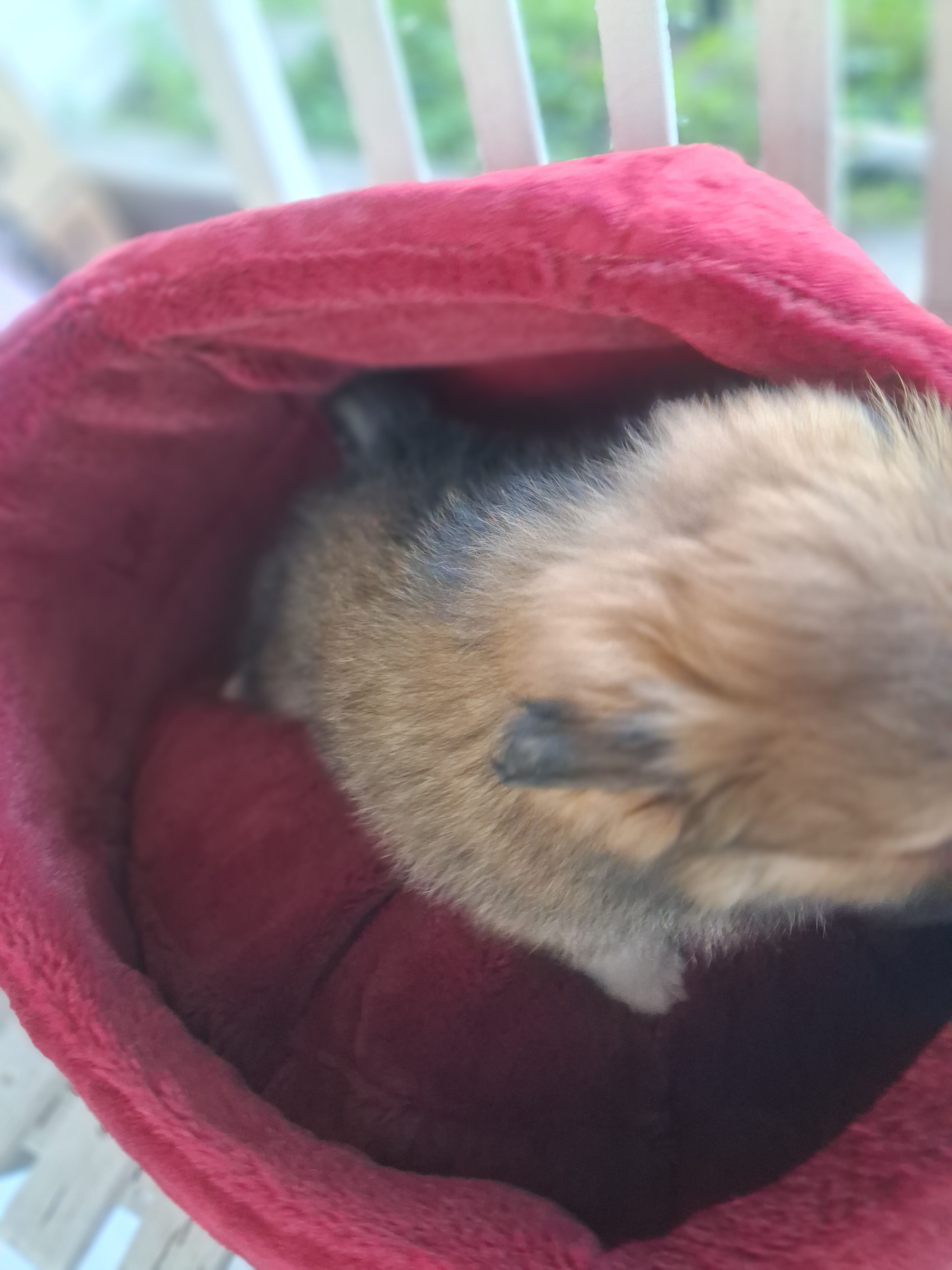 Cappuccino – Pomeranian puppy for sale in Harker Heights, TX