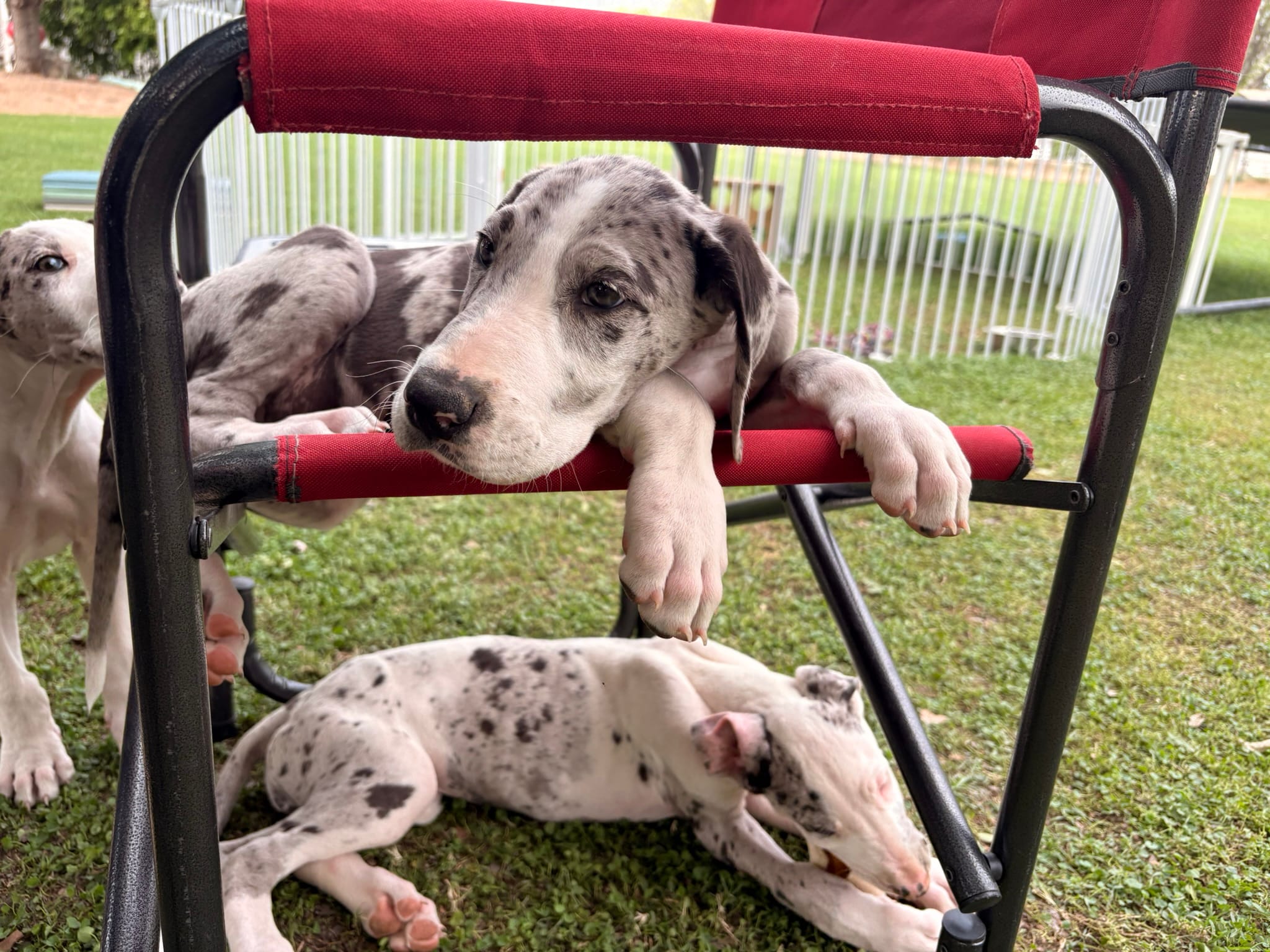 TJ – Great Dane puppy for sale in Gilbert, AZ