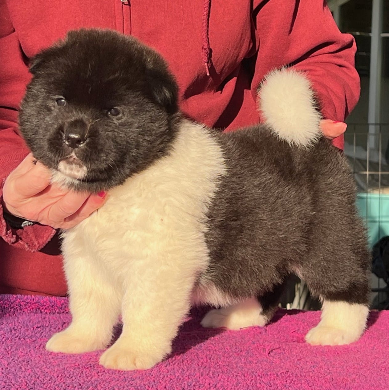 Boy Wonder 1 – Akita puppy for sale in Huntington, IN