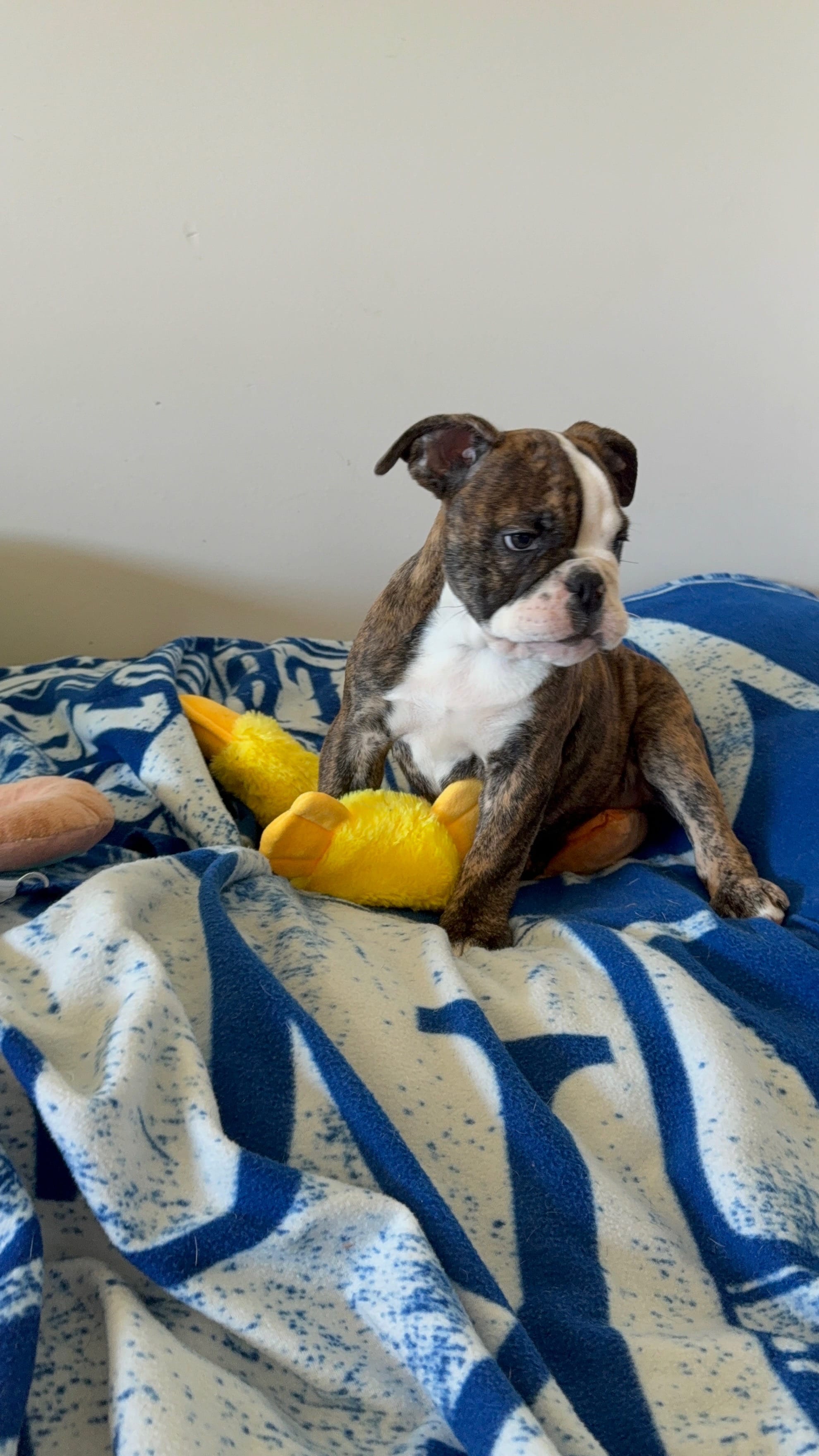 Elizabeth  – English Bulldog puppy for sale in Manhattan, KS
