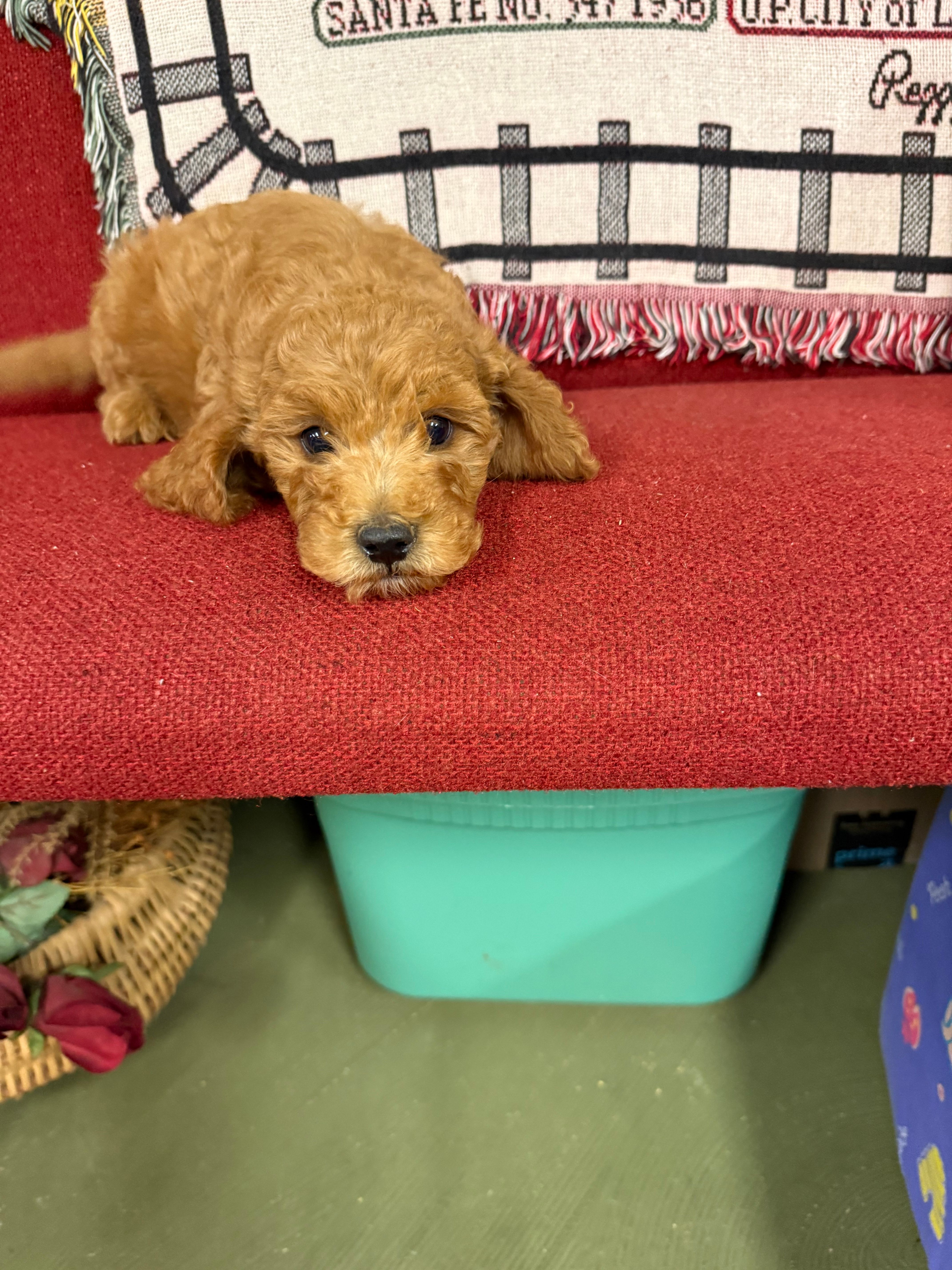 Sparky – Miniature Goldendoodle puppy for sale in Pittsburg, TX