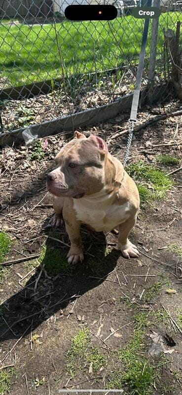 Hank – American Bully puppy for sale in Colchester, VT