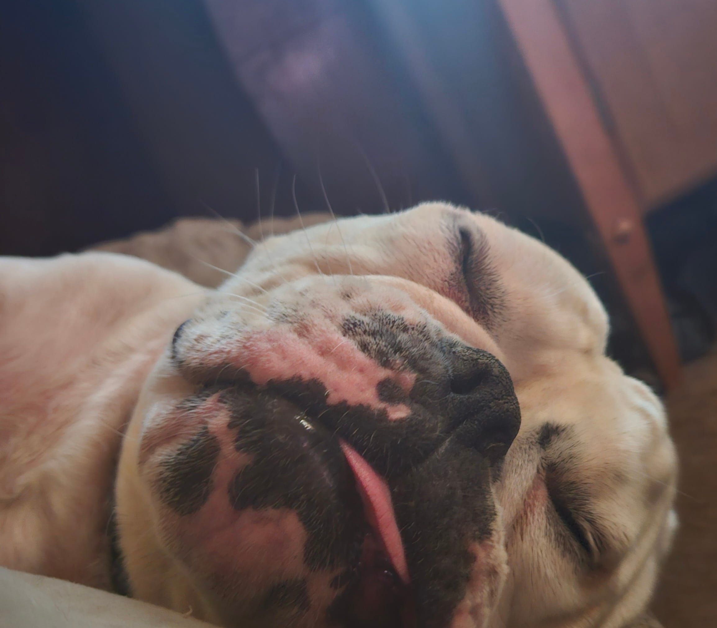 Amos – Olde English Bulldogge puppy for sale in Colchester, VT