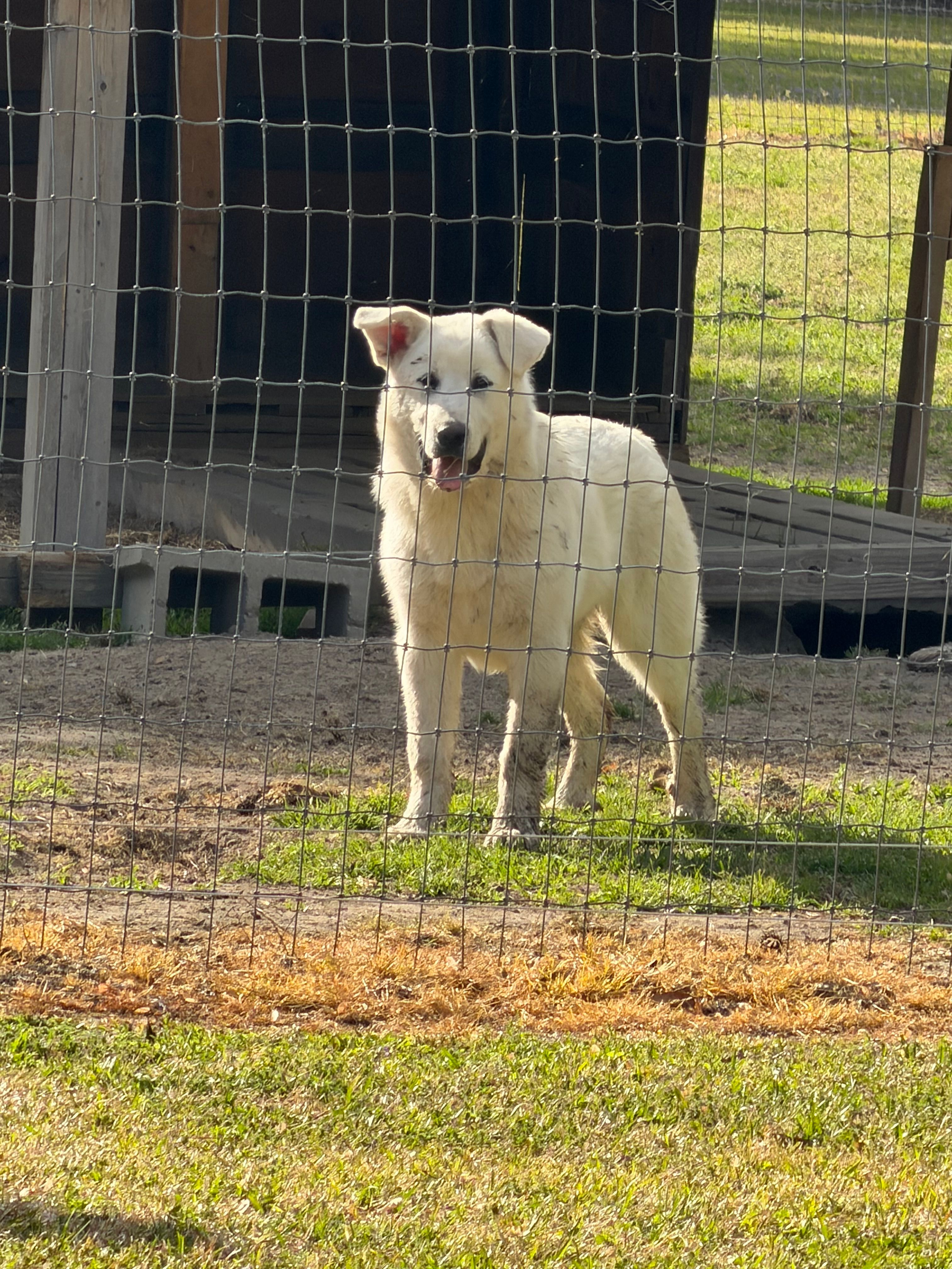 Bo – Great Pyrenees, White Shepherd puppy for sale in Washington, NC