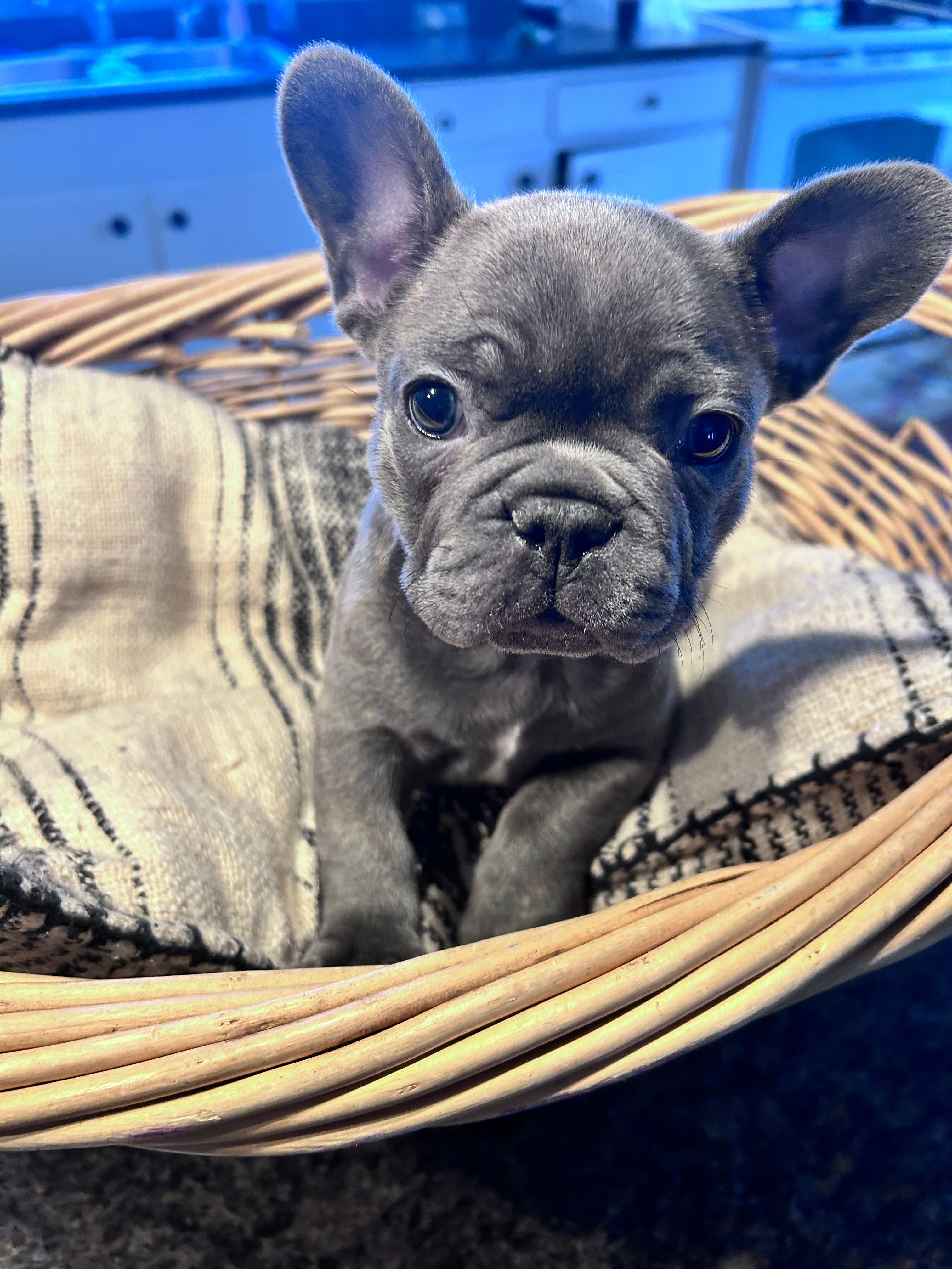 Blue – French Bulldog puppy for sale in Sioux Rapids, IA