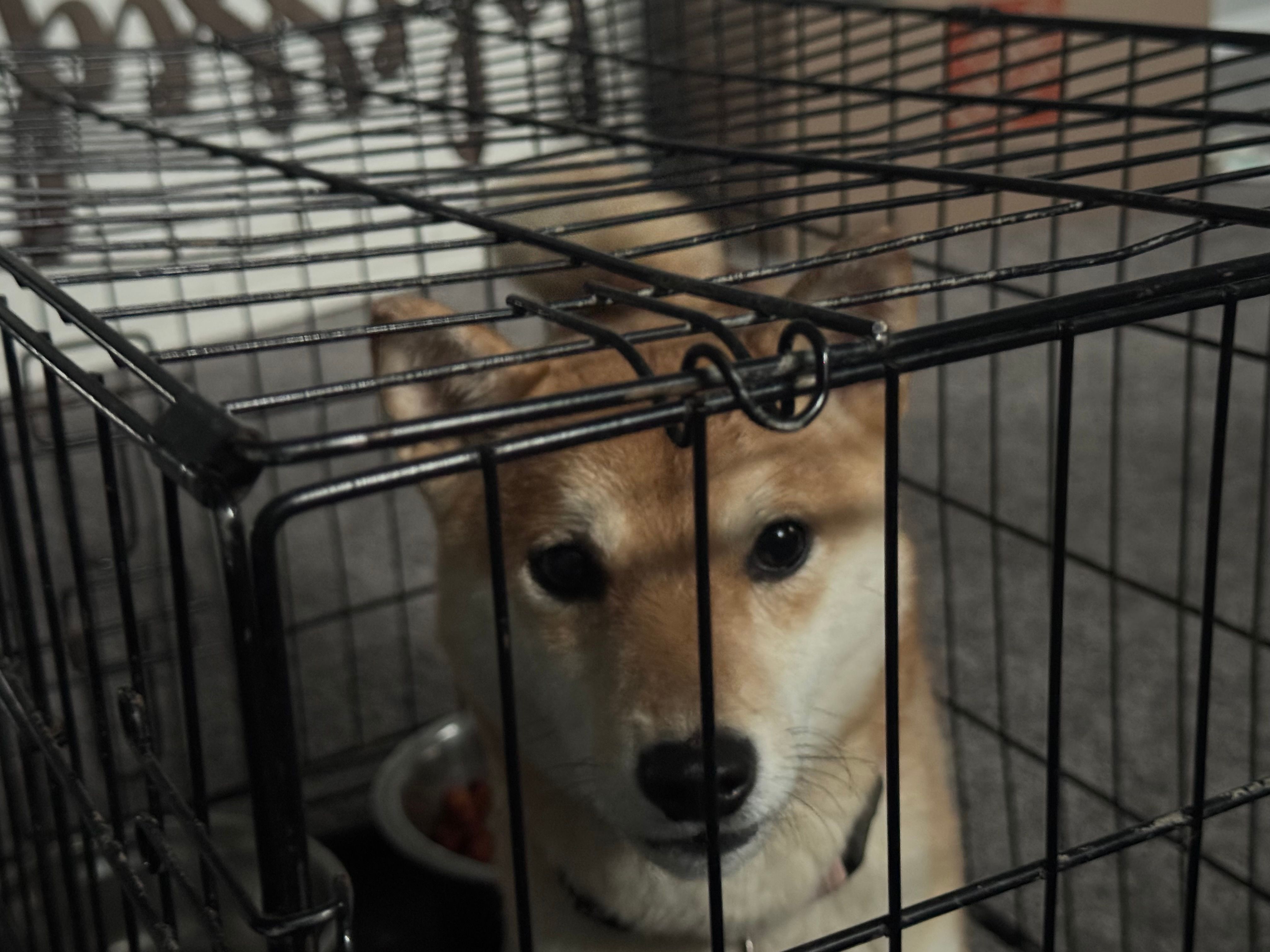 Shiba – Shiba Inu puppy for sale in Aberdeen, MD