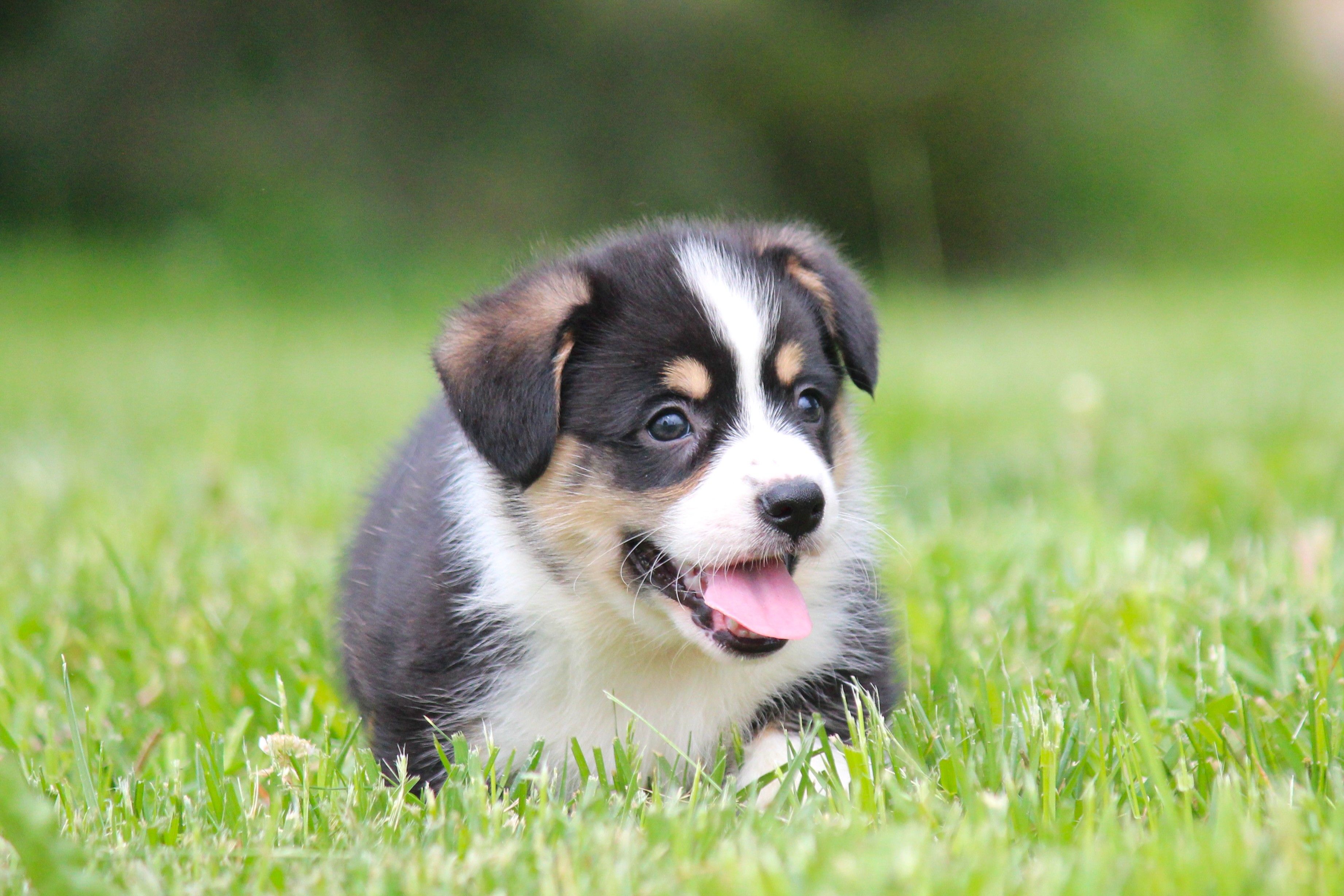 Thor – Pembroke Welsh Corgi puppy for sale in Fort Madison, IA