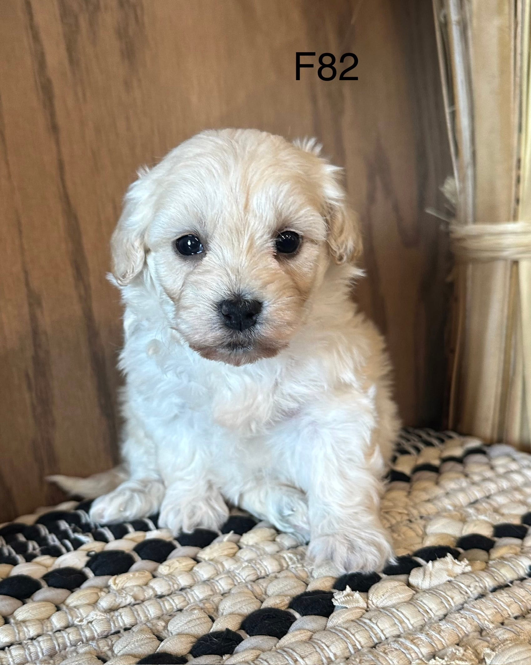 Molly  – Maltipoo puppy for sale in West Point, IA