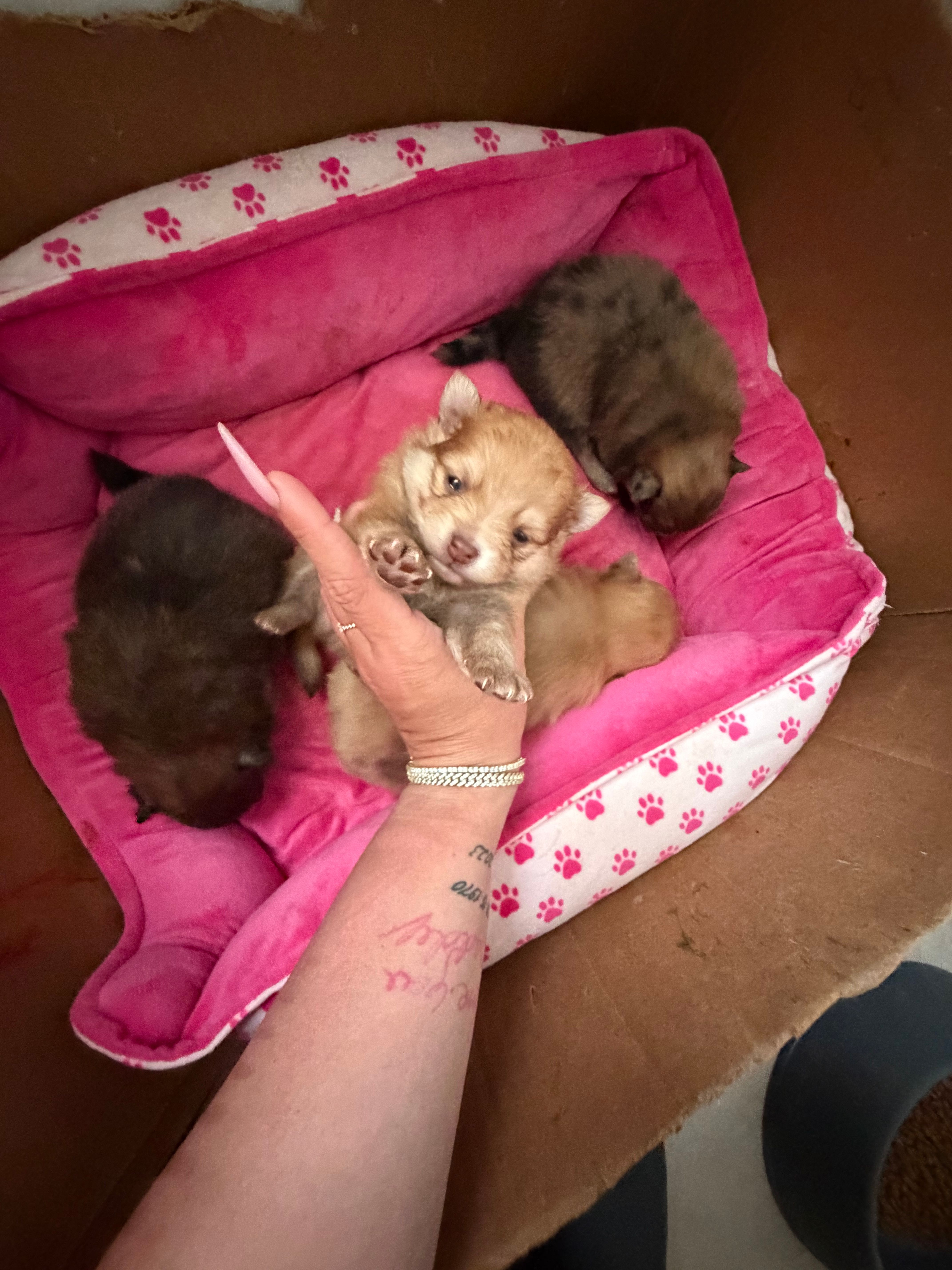 Caramel – Pomeranian puppy for sale in Newark, NJ