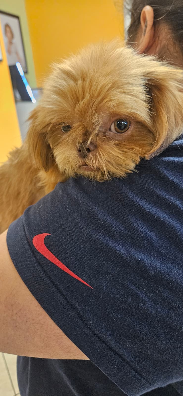 Tourmaline – Shih Tzu puppy for sale in Houston, TX