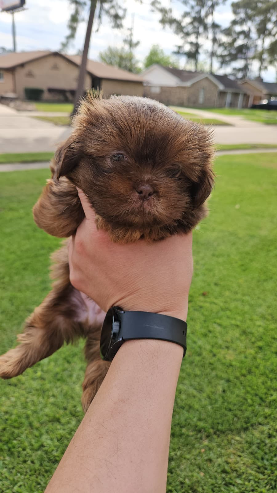 Valentino -AKC- – Shih Tzu puppy for sale in Houston, TX
