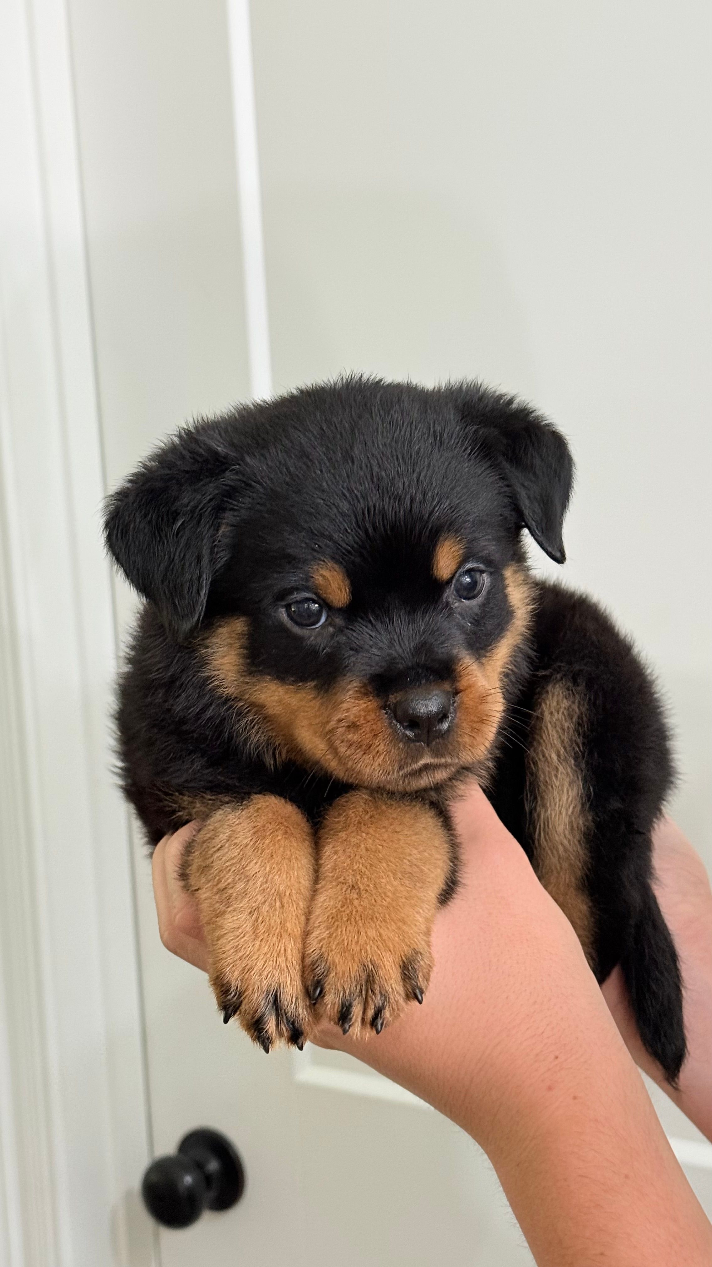 Lugnut  – Rottweiler puppy for sale in Liberty, MS