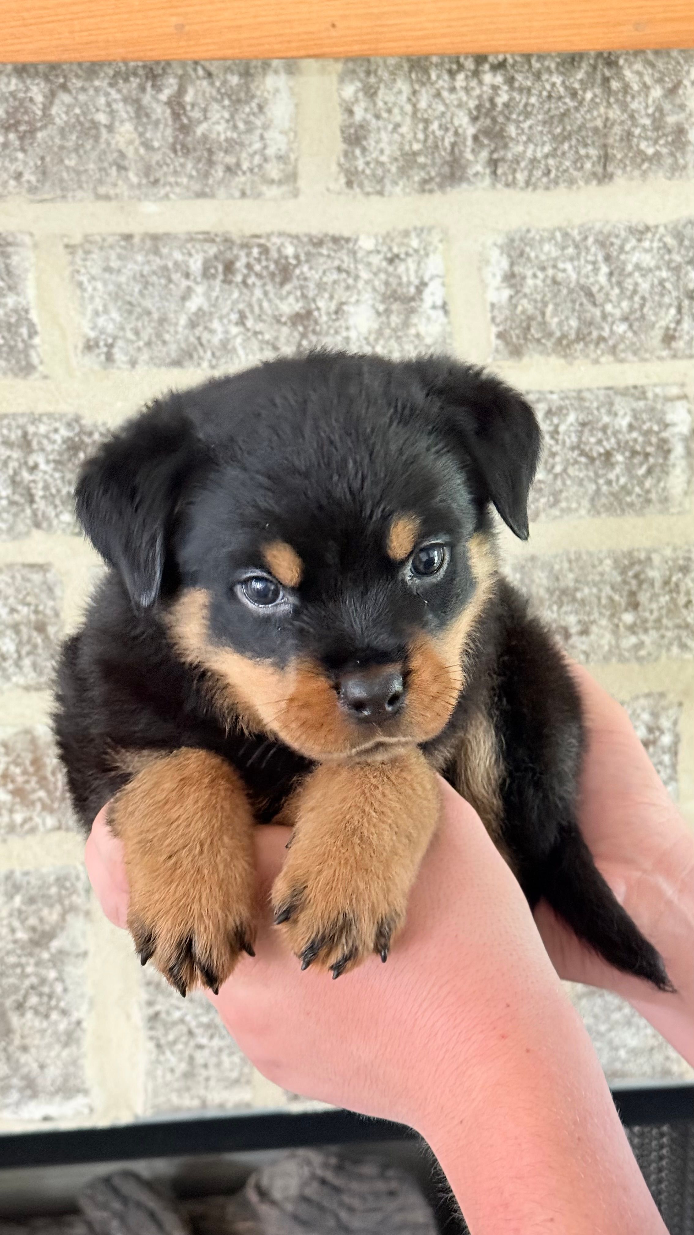 Sampson – Rottweiler puppy for sale in Liberty, MS