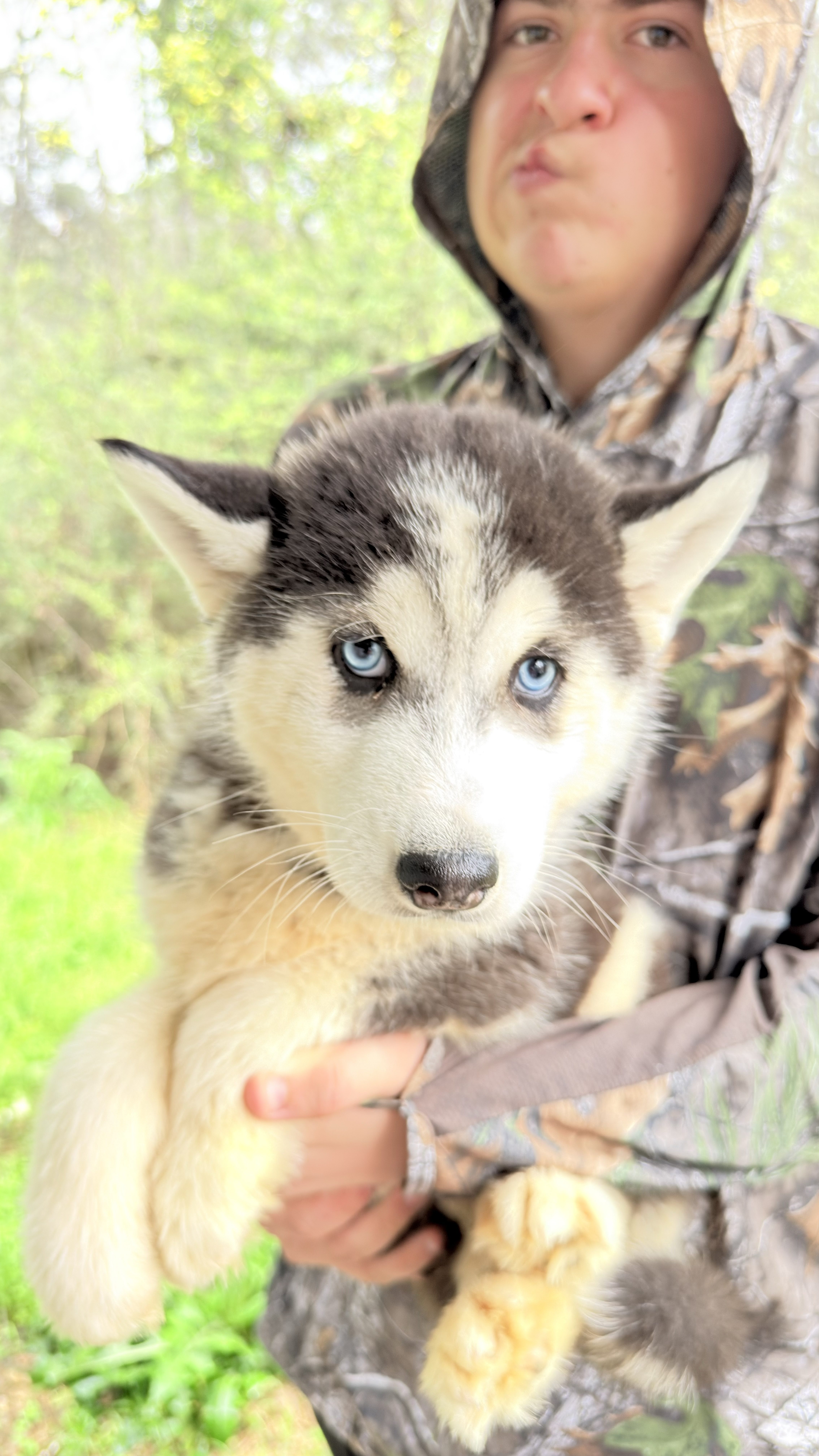 Male husky  – Siberian Husky puppy for sale in Liberty, MS