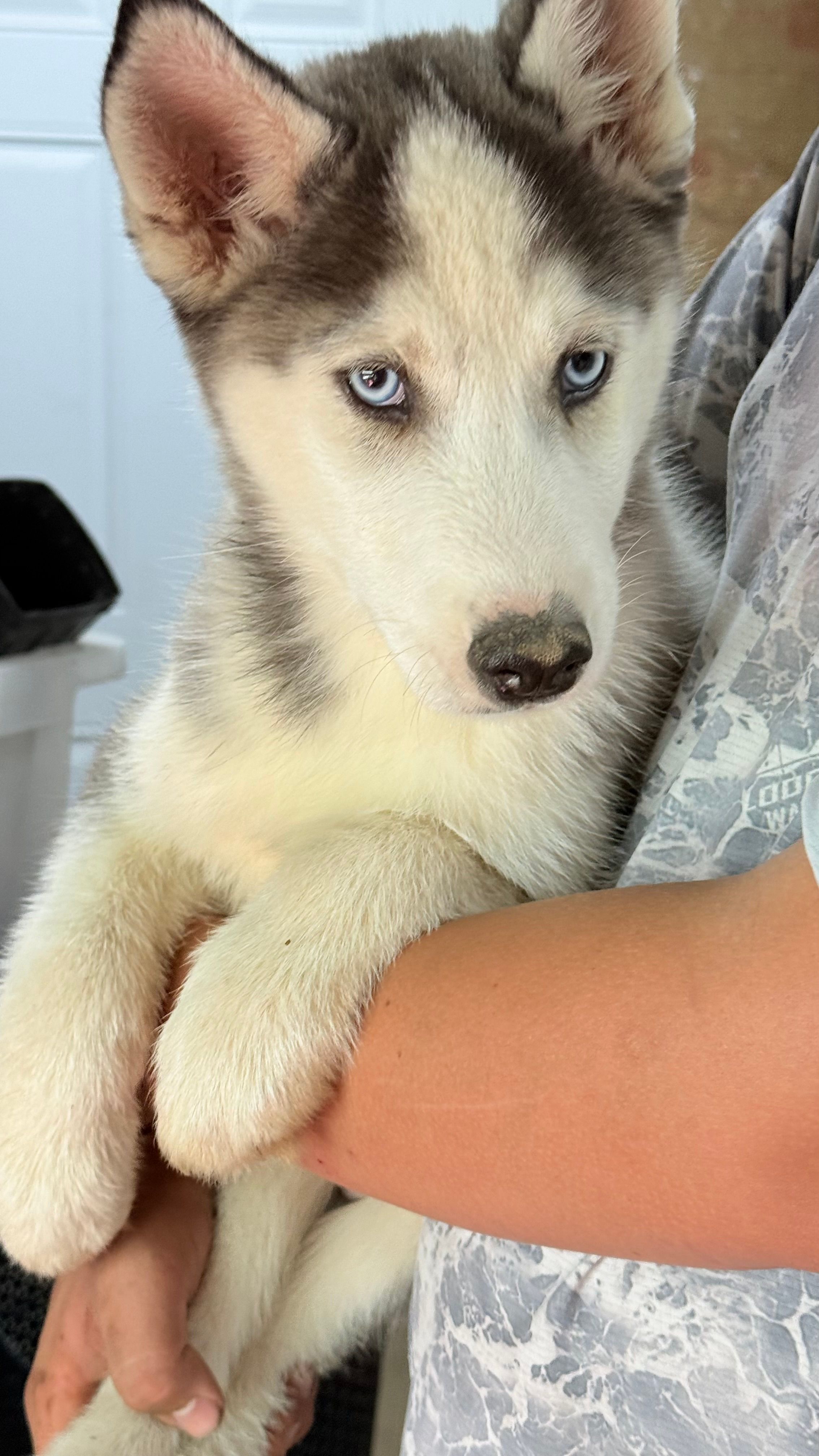 Koda – Siberian Husky puppy for sale in Liberty, MS