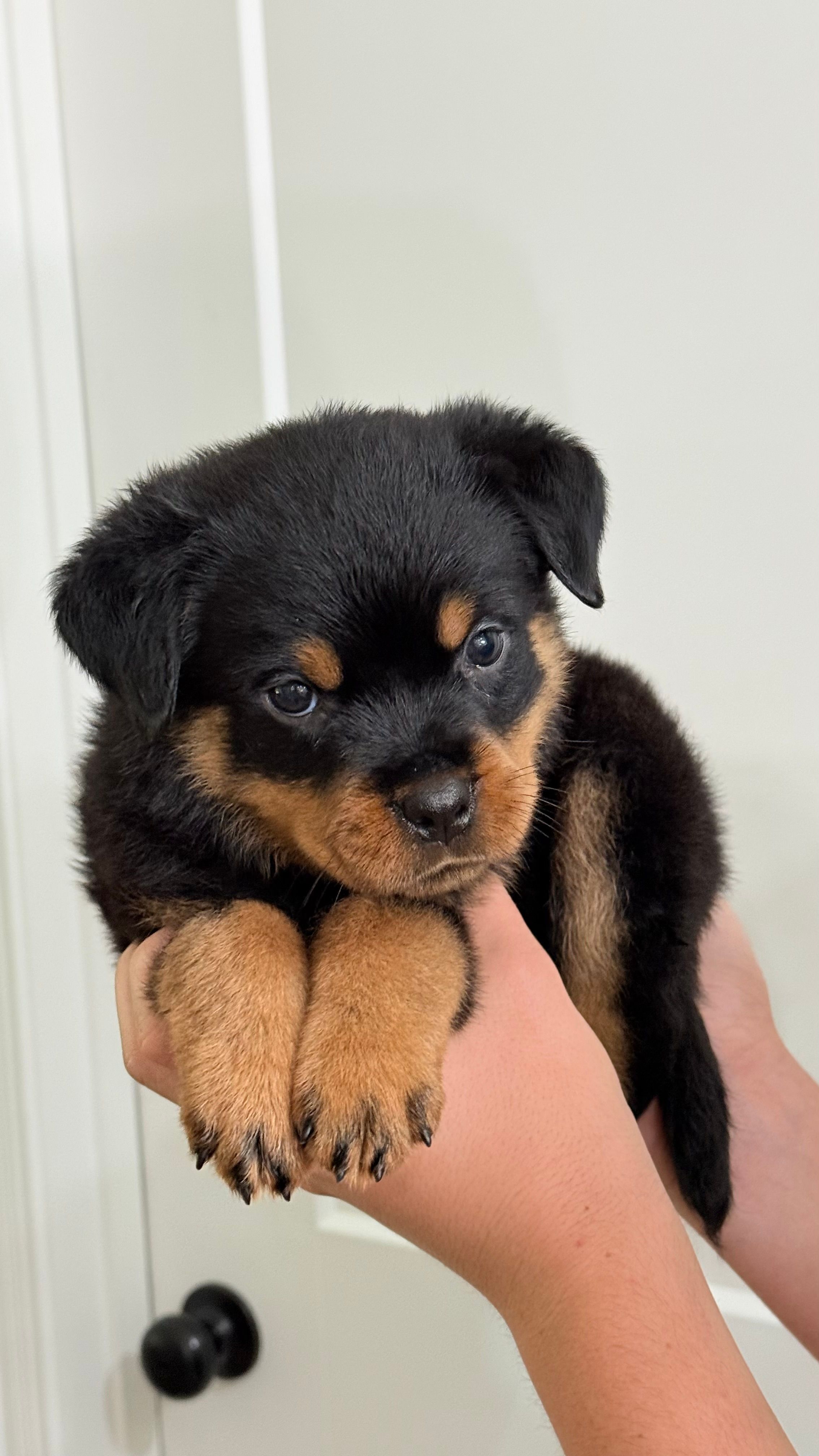 Butch – Rottweiler puppy for sale in Liberty, MS
