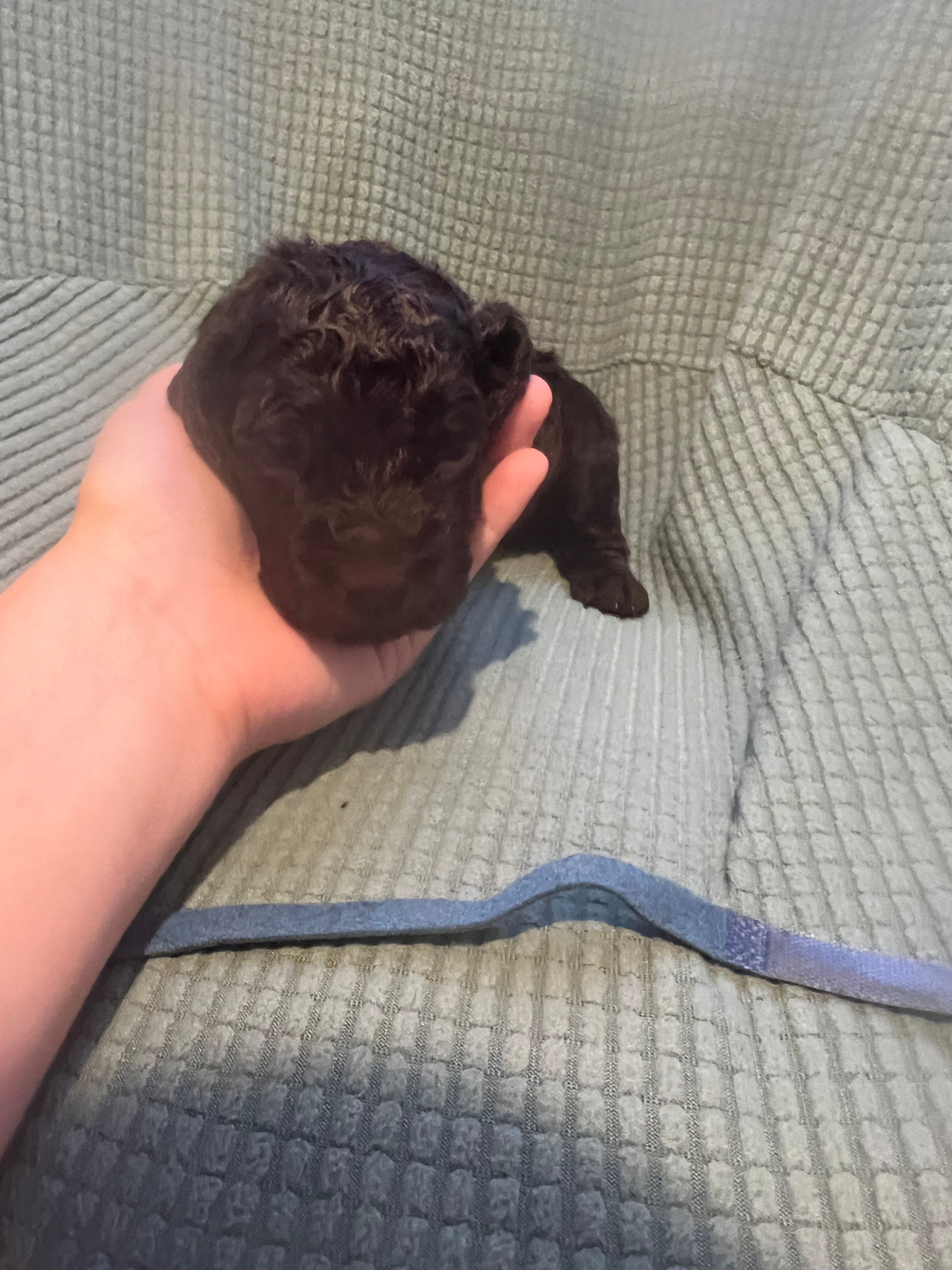 Blue – Boykin Spaniel puppy for sale in Townsend, GA