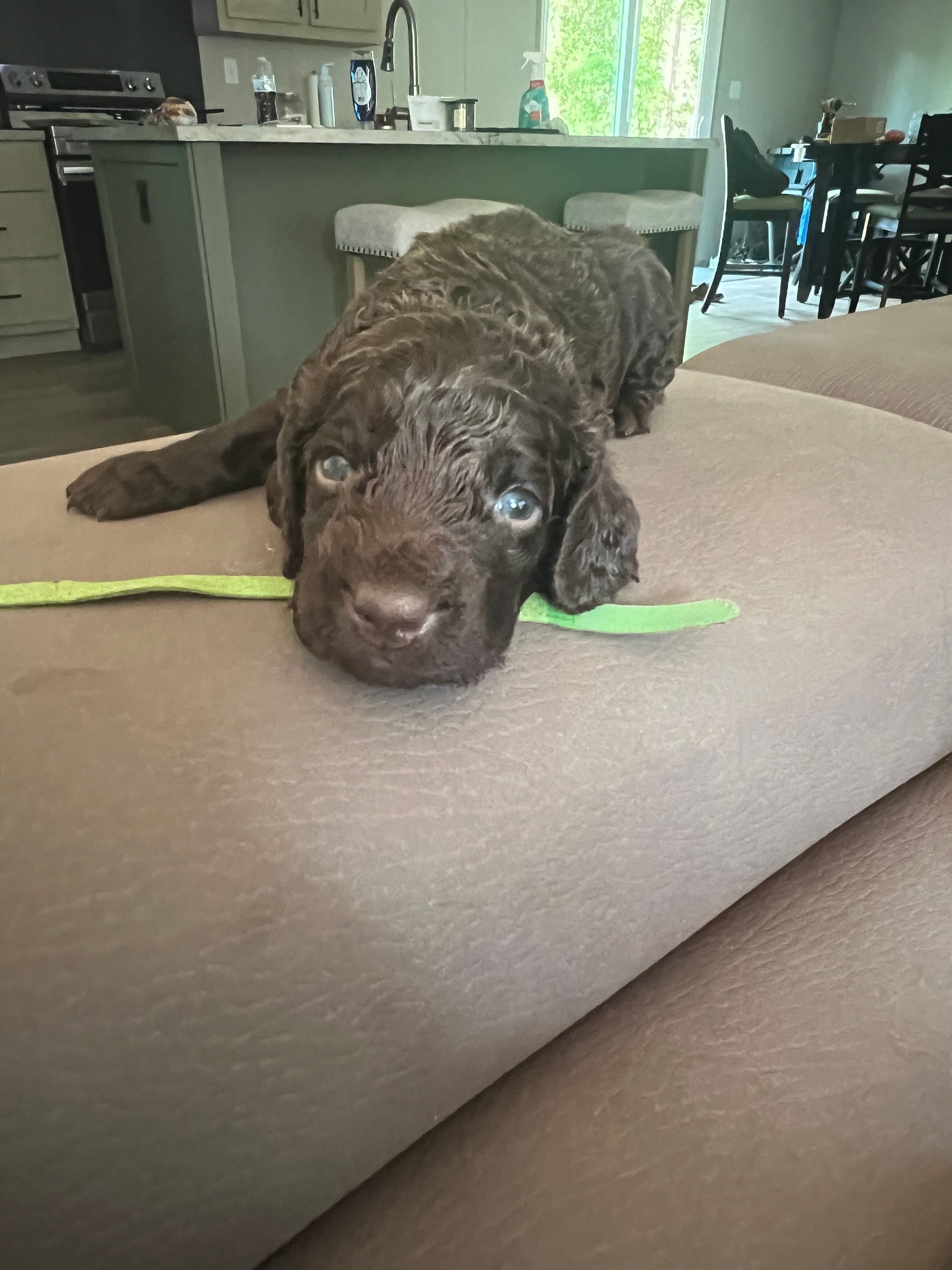 Green  – Boykin Spaniel puppy for sale in Townsend, GA