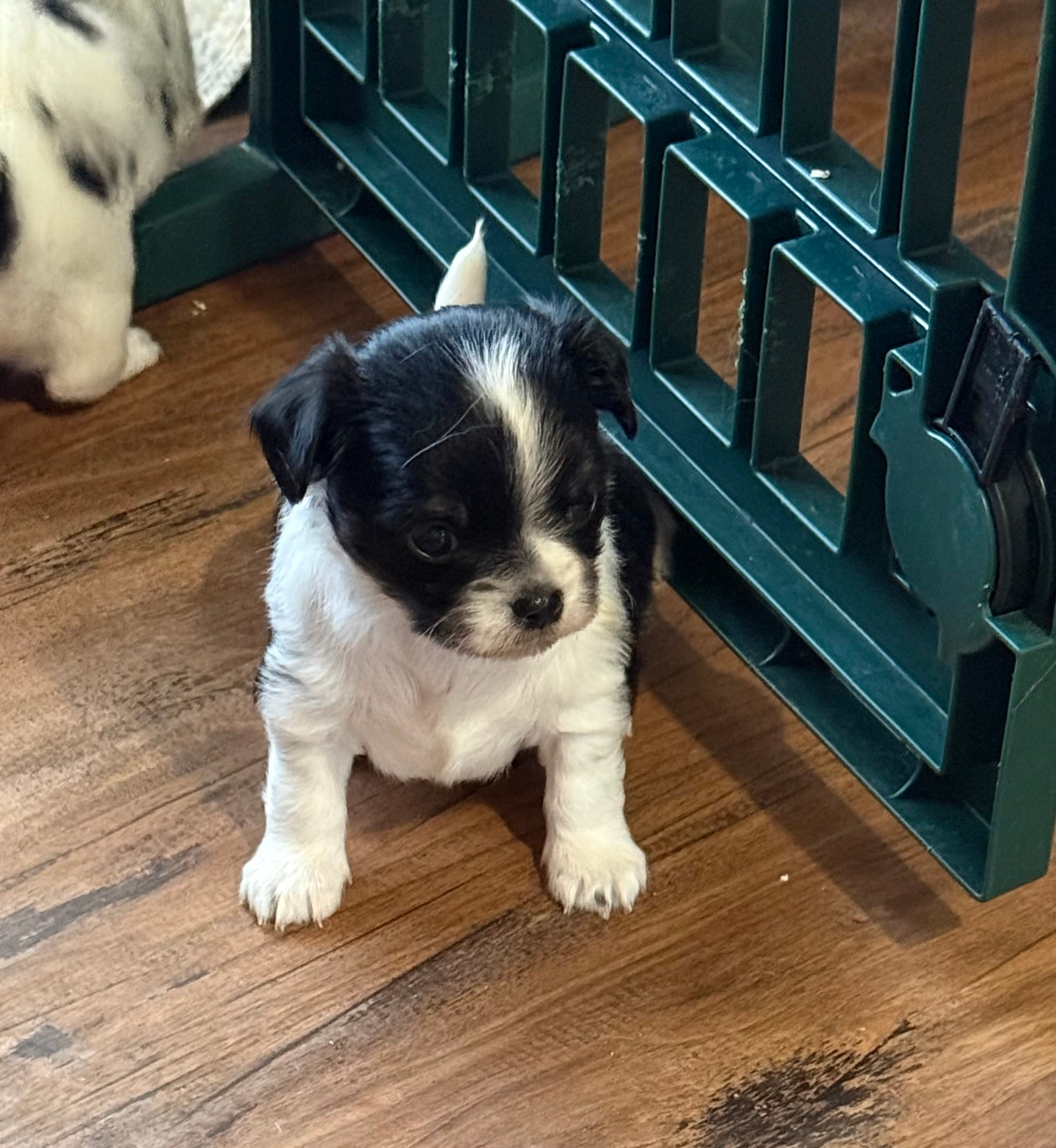 Pablo – Chihuahua puppy for sale in Otter Lake, MI