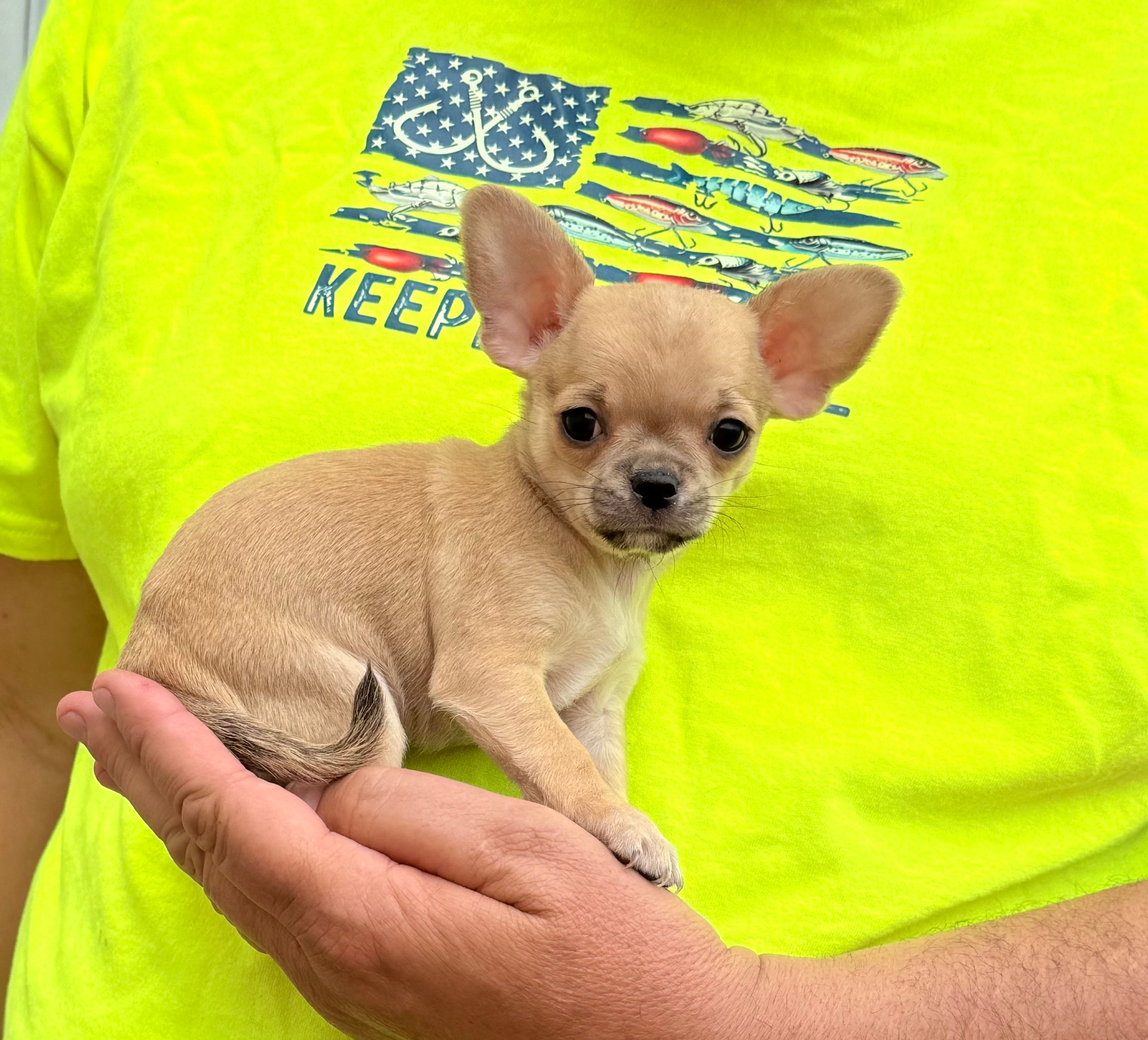 Paco – Chihuahua puppy for sale in Otter Lake, MI