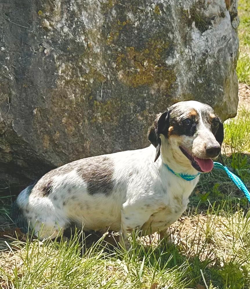 Daisy – Miniature Dachshund puppy for sale in Mountain Grove, MO