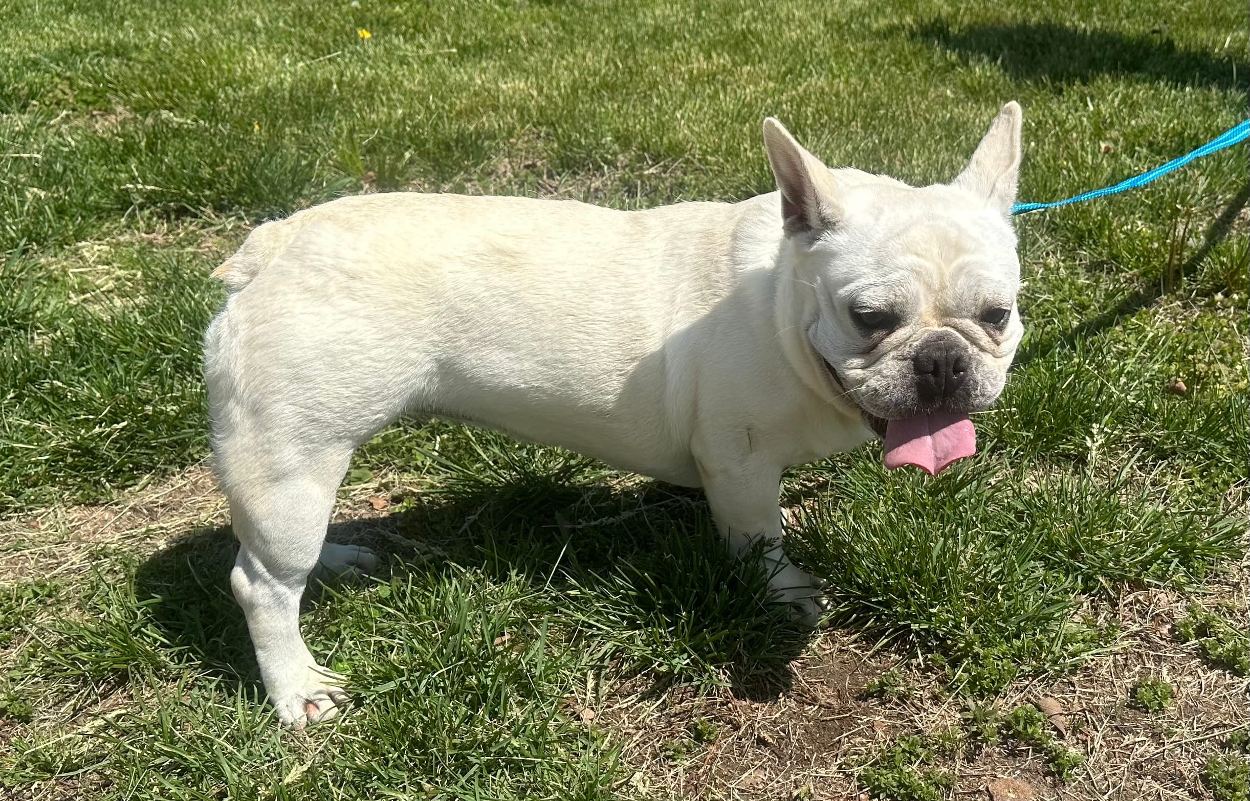 Jolly ollie – French Bulldog puppy for sale in Mountain Grove, MO