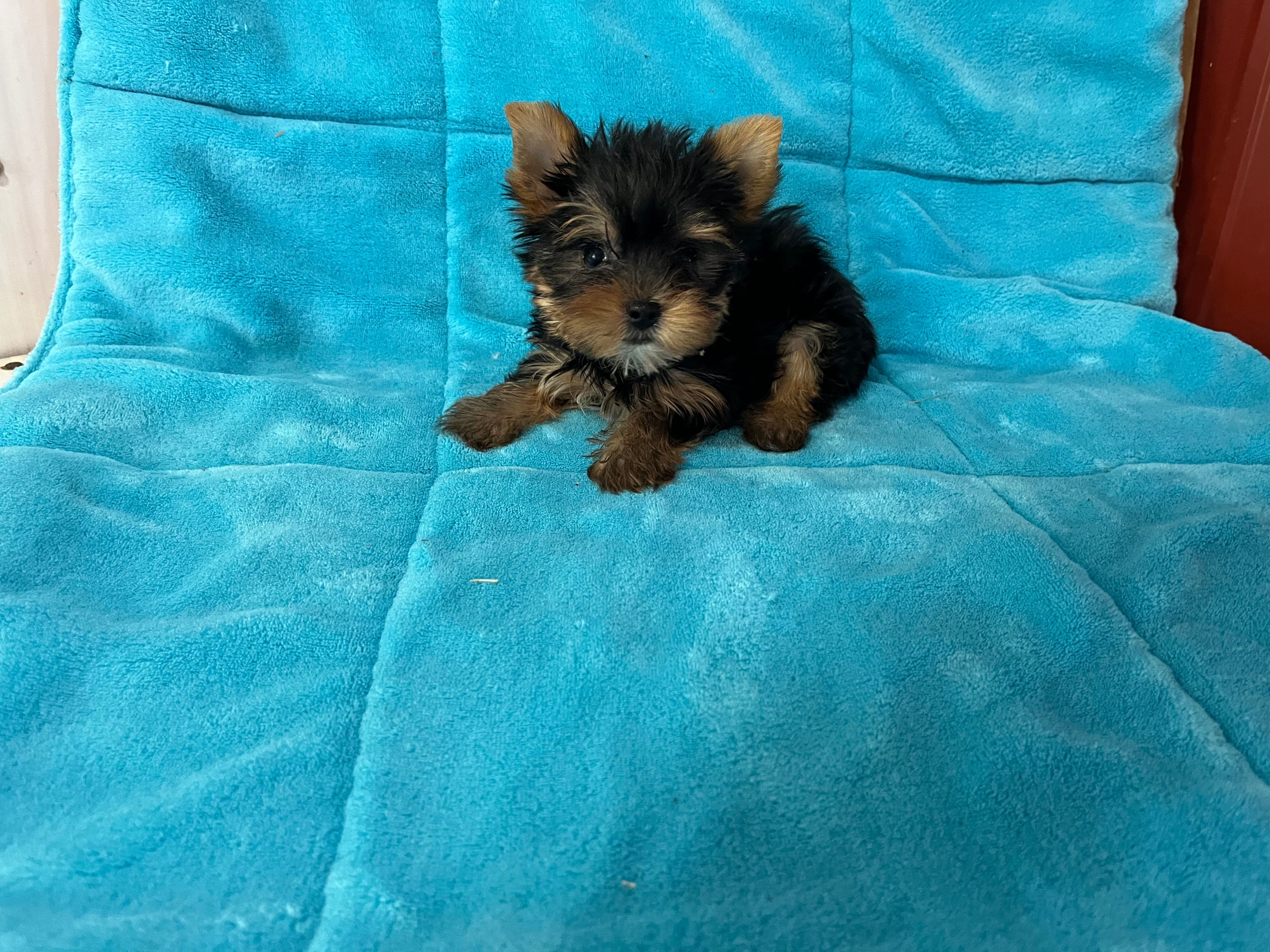 Rex – Yorkshire Terrier puppy for sale in Celina, OH
