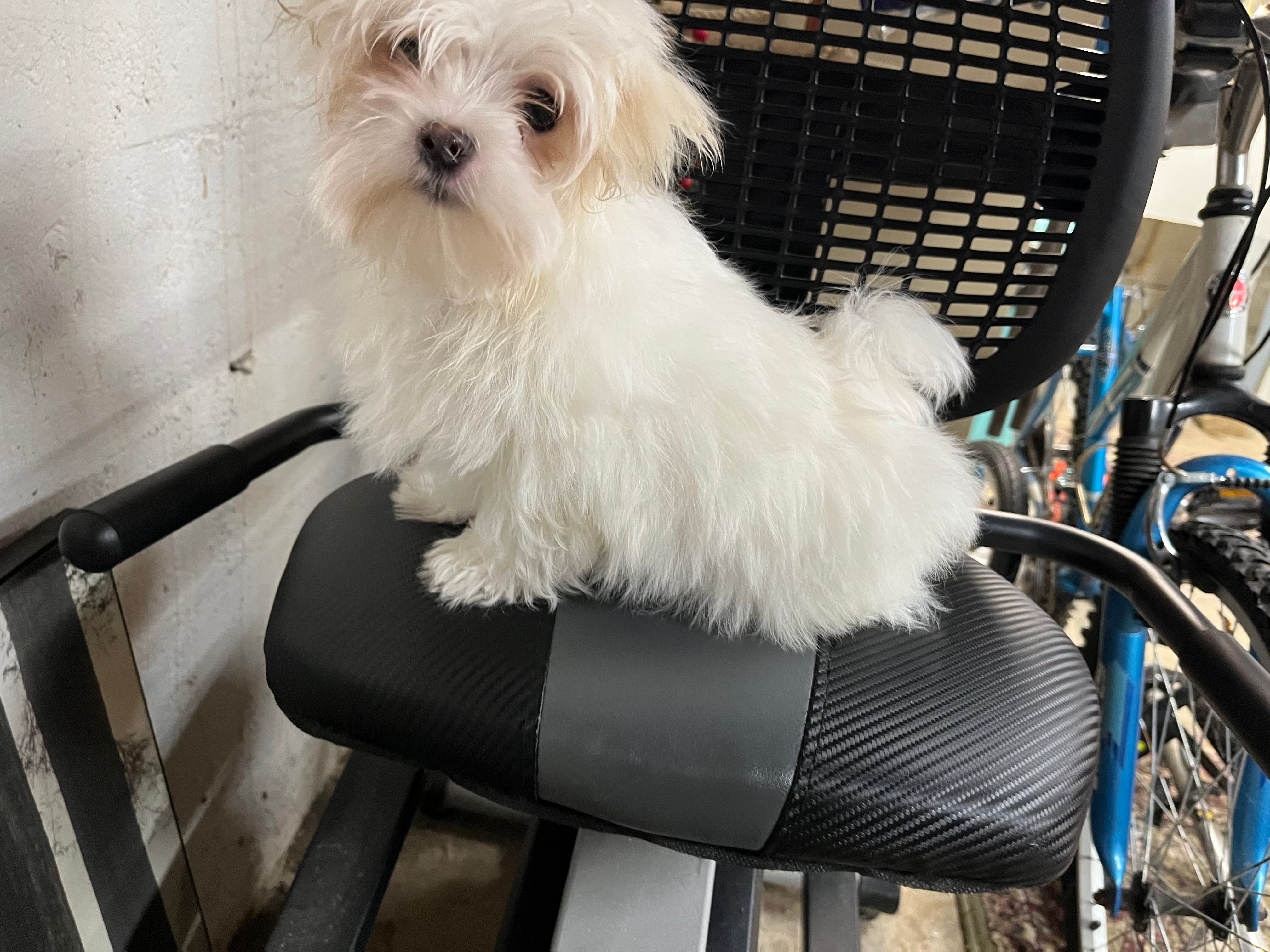 Cory – Maltese puppy for sale in Celina, OH