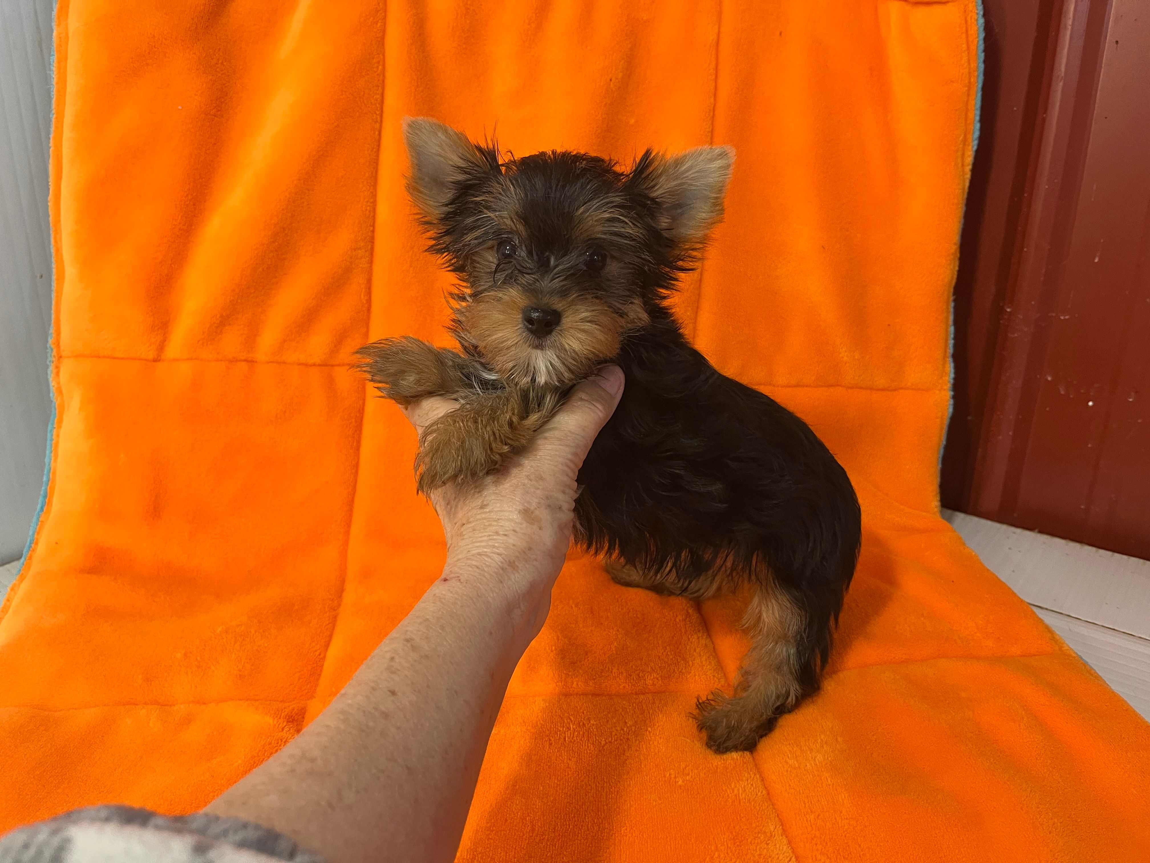 Rex – Yorkshire Terrier puppy for sale in Celina, OH