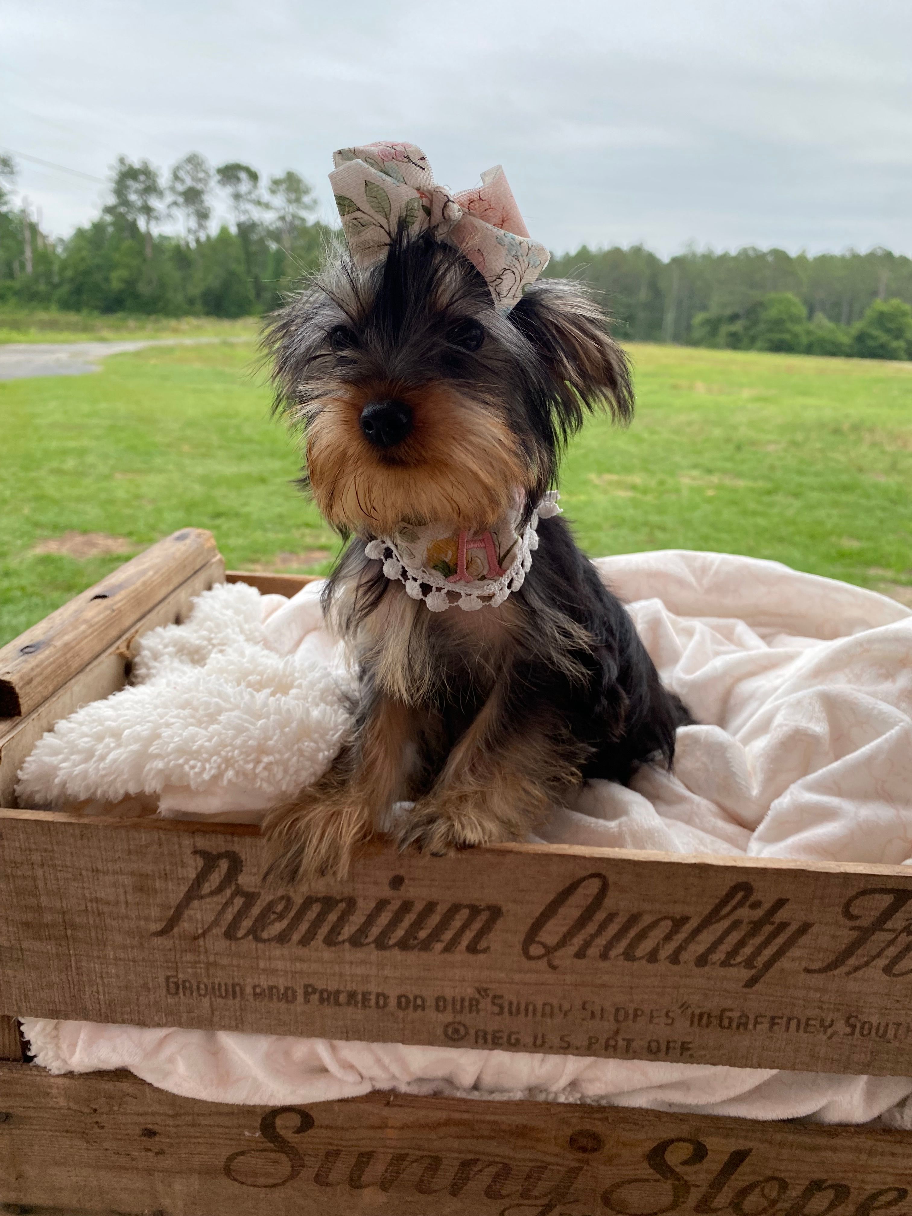 Addie Grace – Yorkshire Terrier puppy for sale in Abbeville, GA