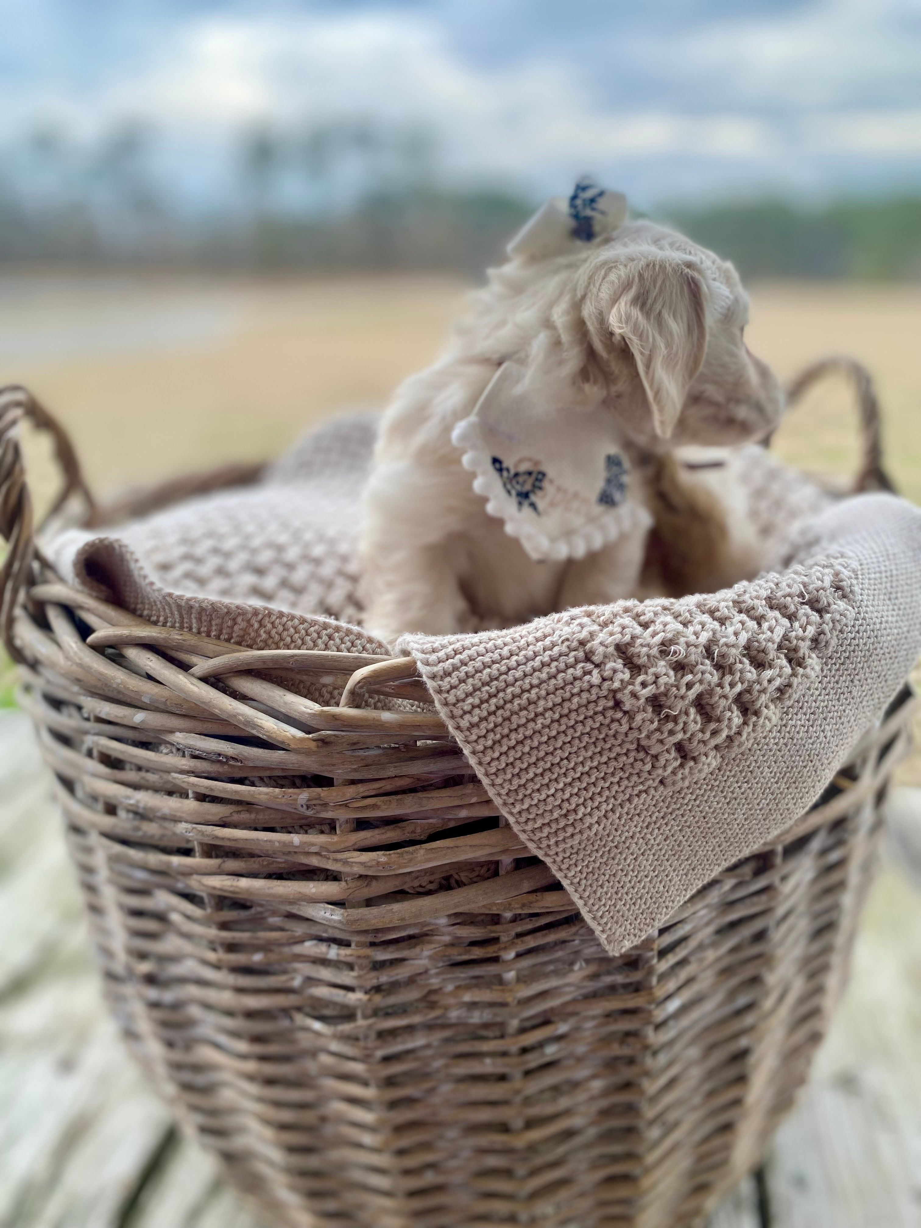 Aspen  -LH ee cream – Dachshund, Miniature Dachshund puppy for sale in Abbeville, GA