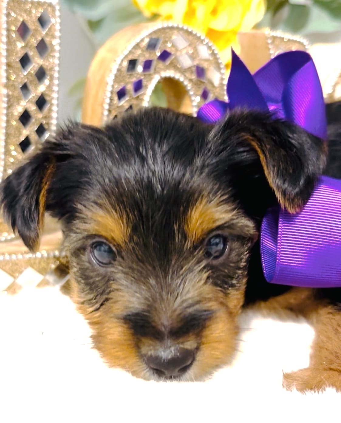 Snickers  – Yorkshire Terrier puppy for sale in Atlanta, GA