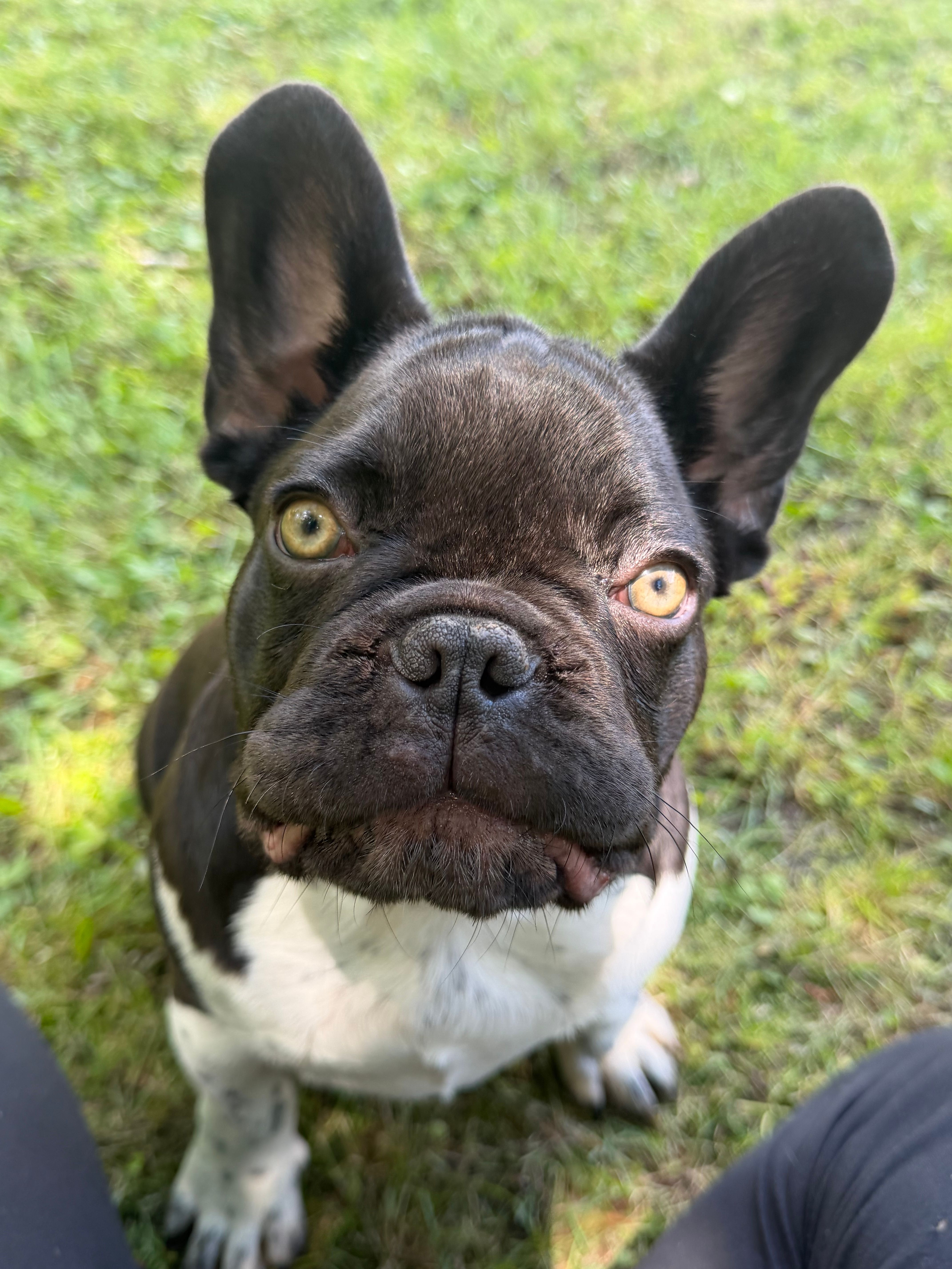 Lennox – French Bulldog puppy for sale in Wilson, NC