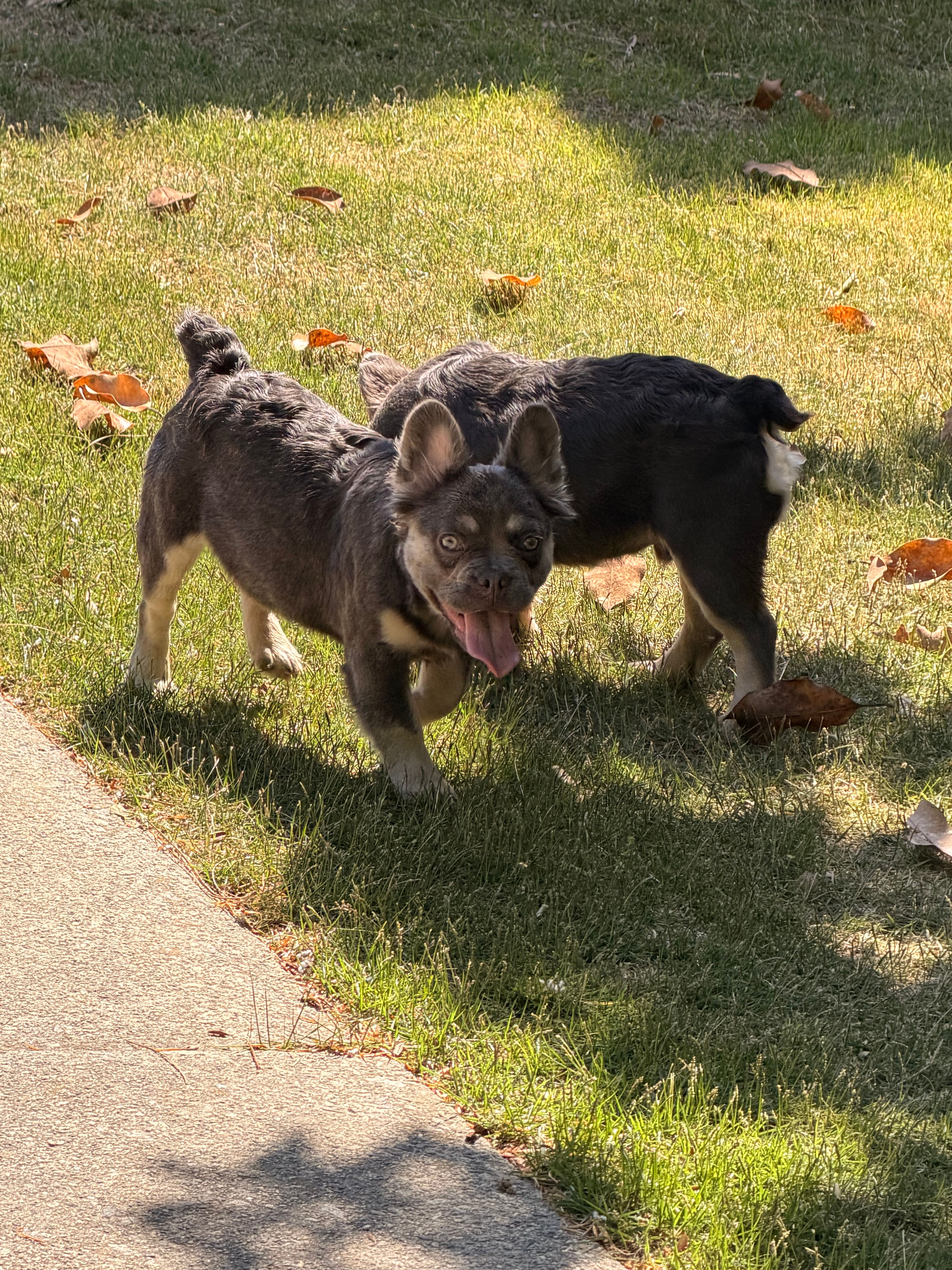 Akc Fluffy Daisy – French Bulldog puppy for sale in Braselton, GA