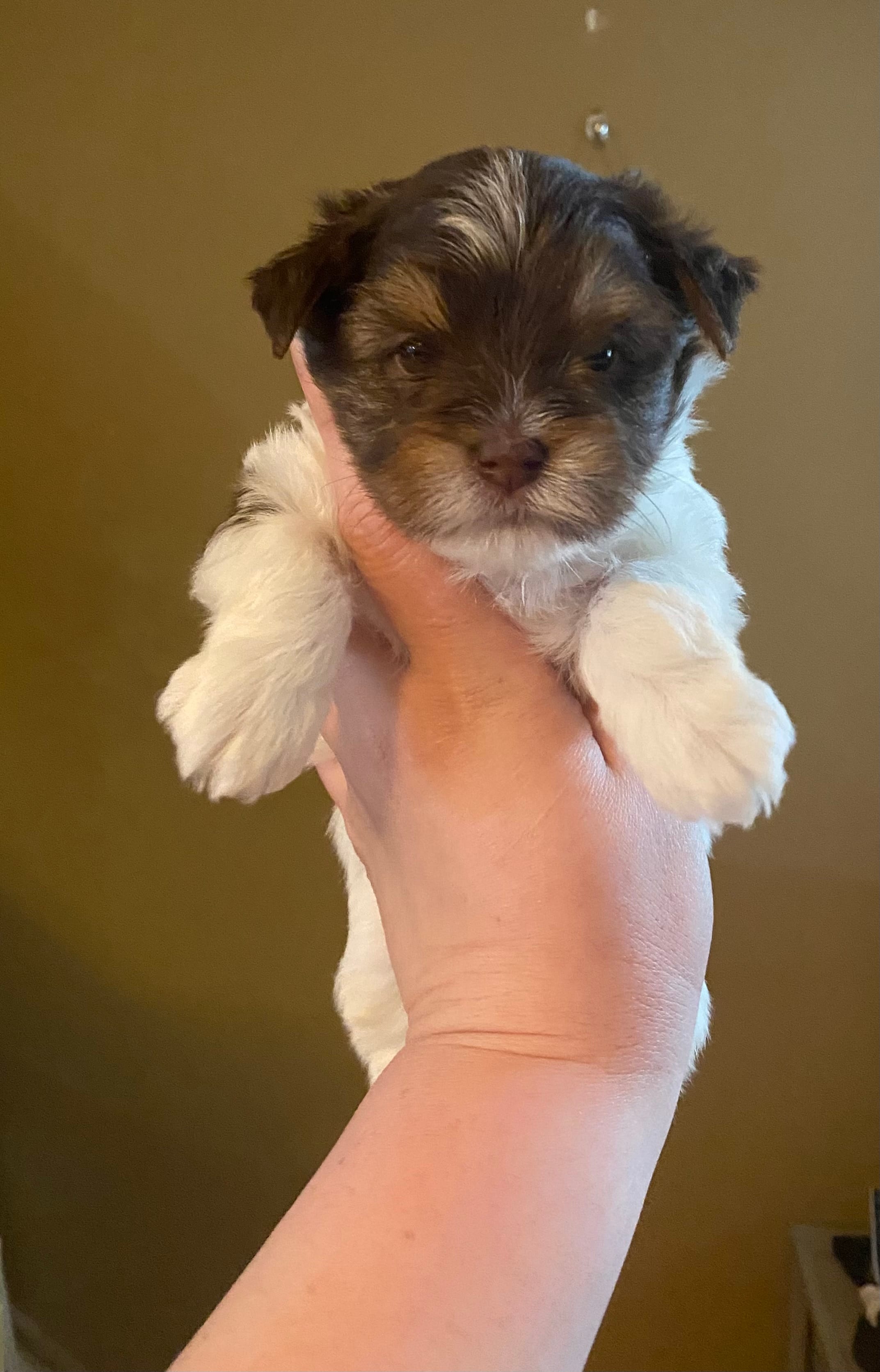 Junior – Biewer puppy for sale in Philadelphia, PA