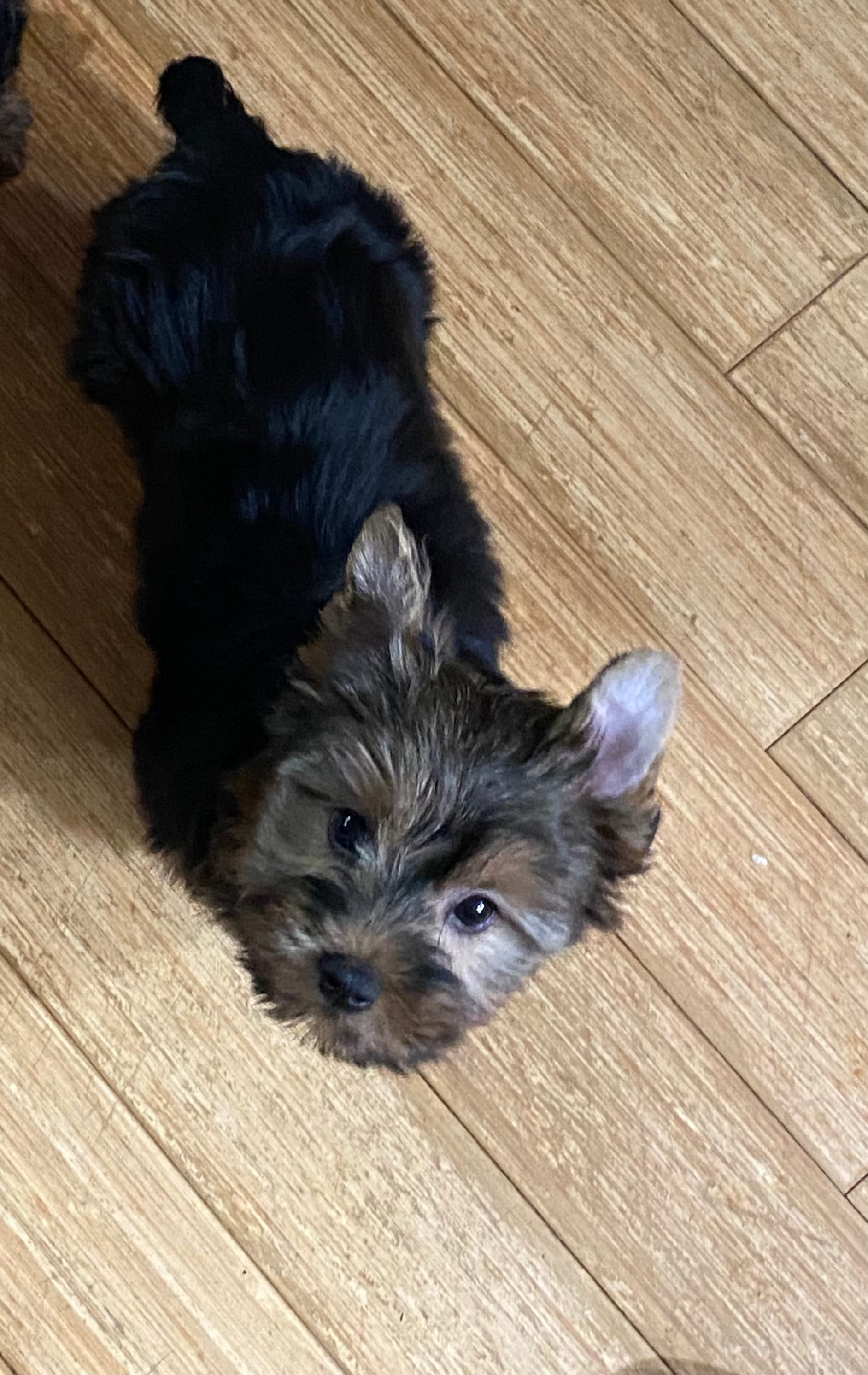G1 – Silky Terrier, Yorkshire Terrier puppy for sale in Philadelphia, PA