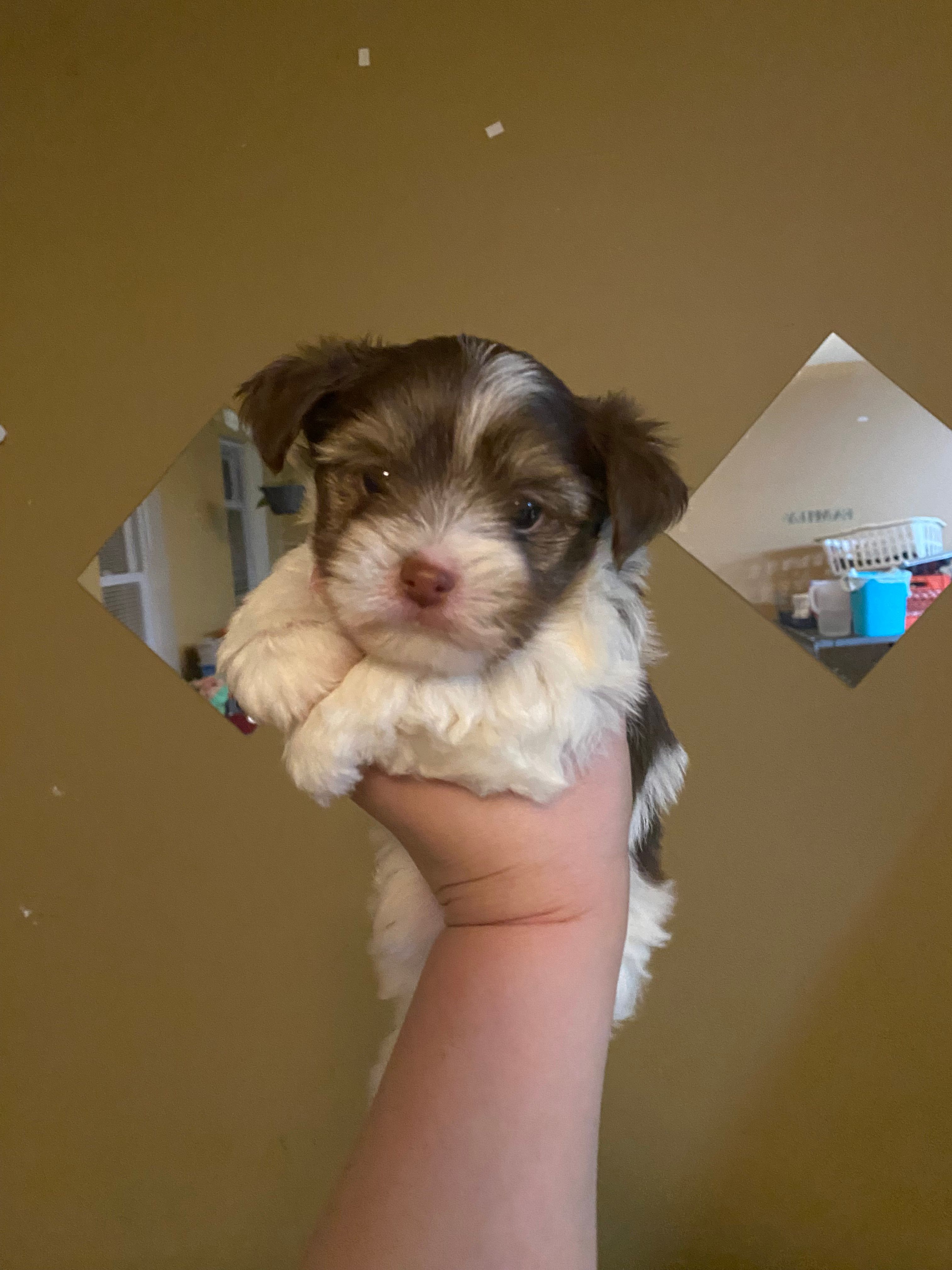 Boy1 – Yorkshire Terrier puppy for sale in Philadelphia, PA