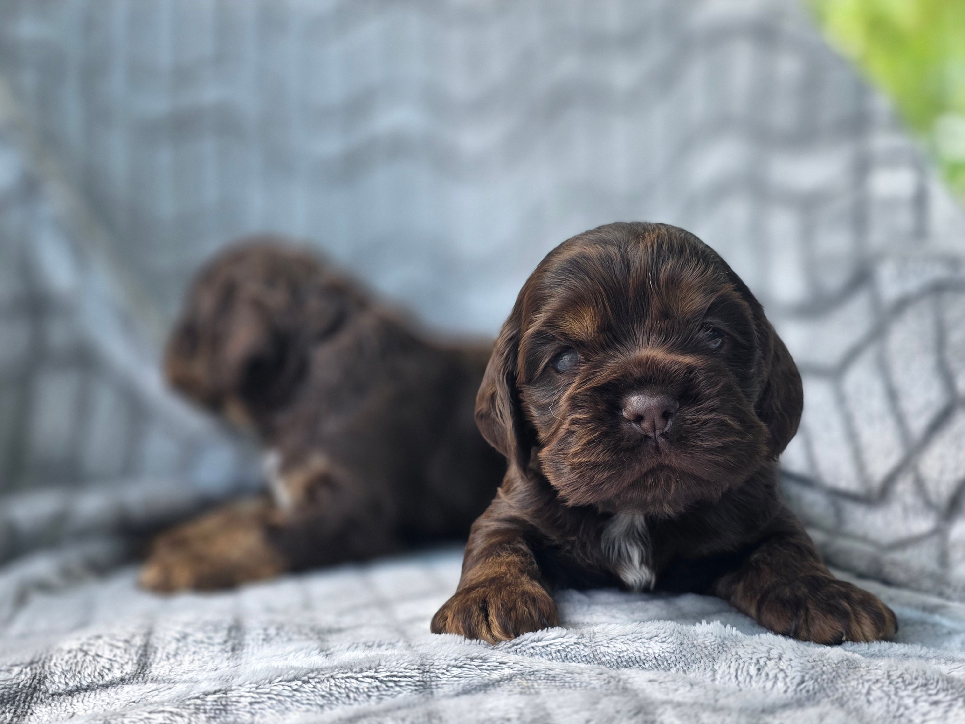 Oak – Cocker Spaniel puppy for sale in Brandenburg, KY