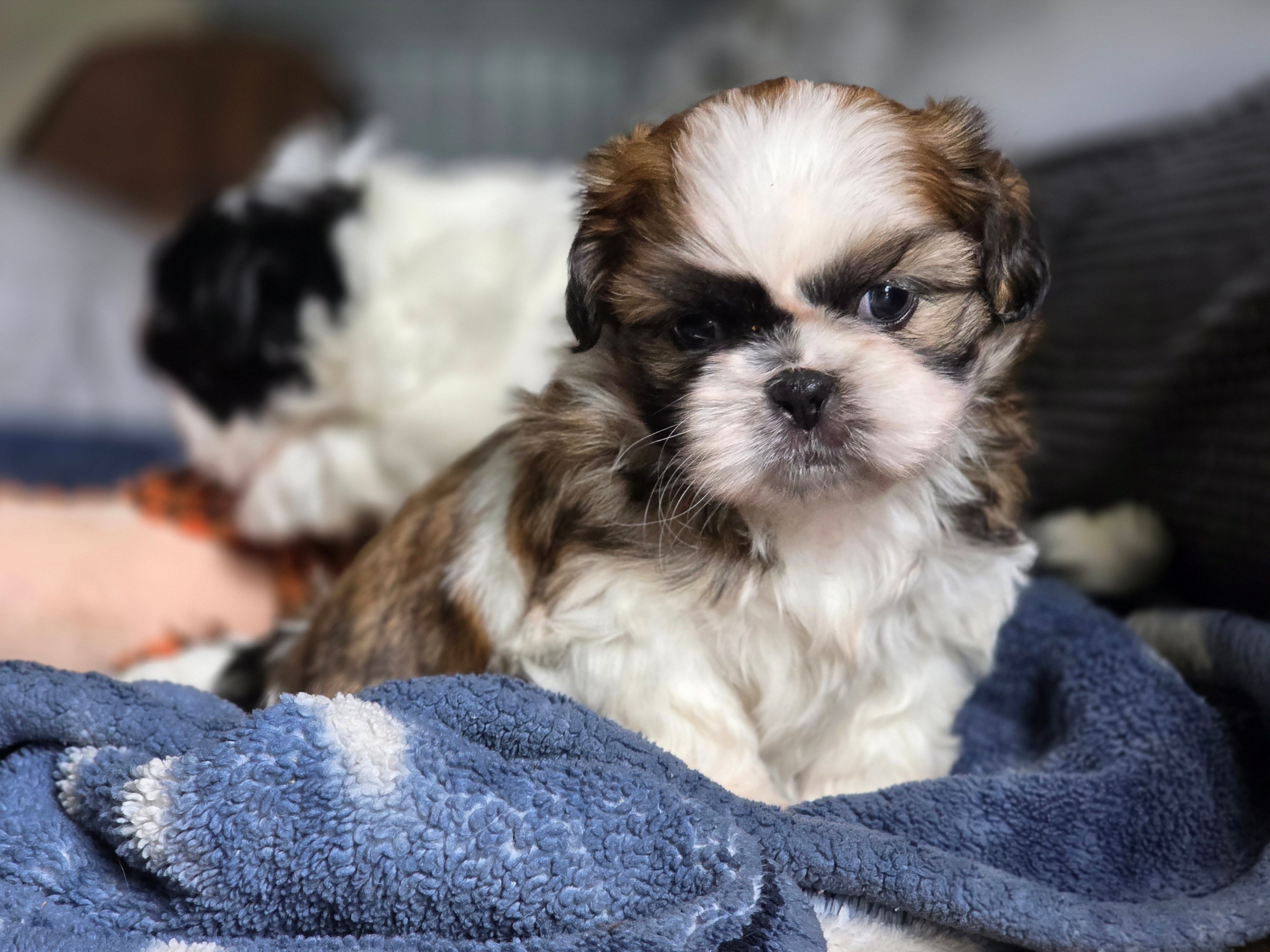 Clover – Shih Tzu puppy for sale in Brandenburg, KY