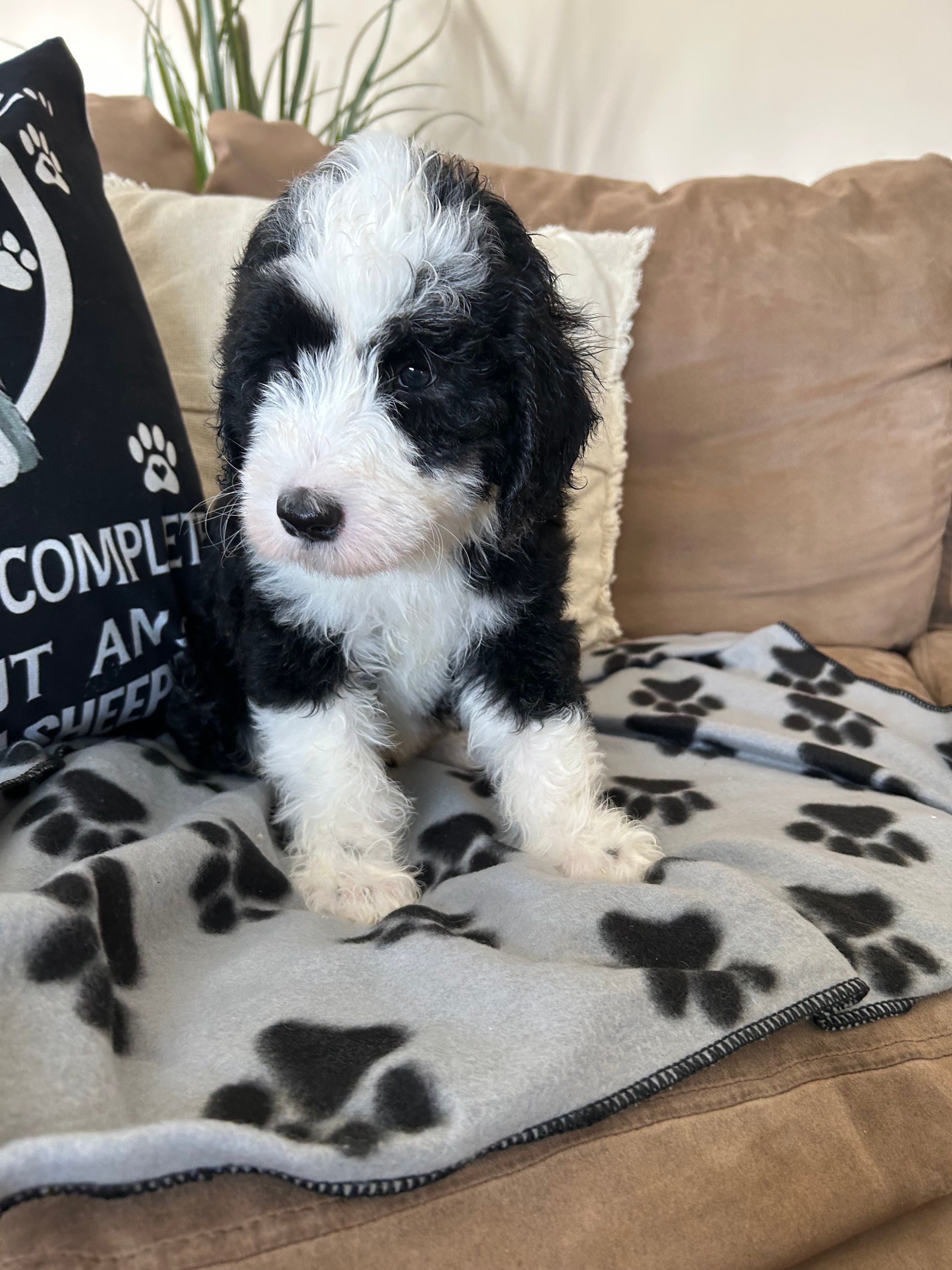 Batman – Sheepadoodle puppy for sale in Sterling Heights, MI